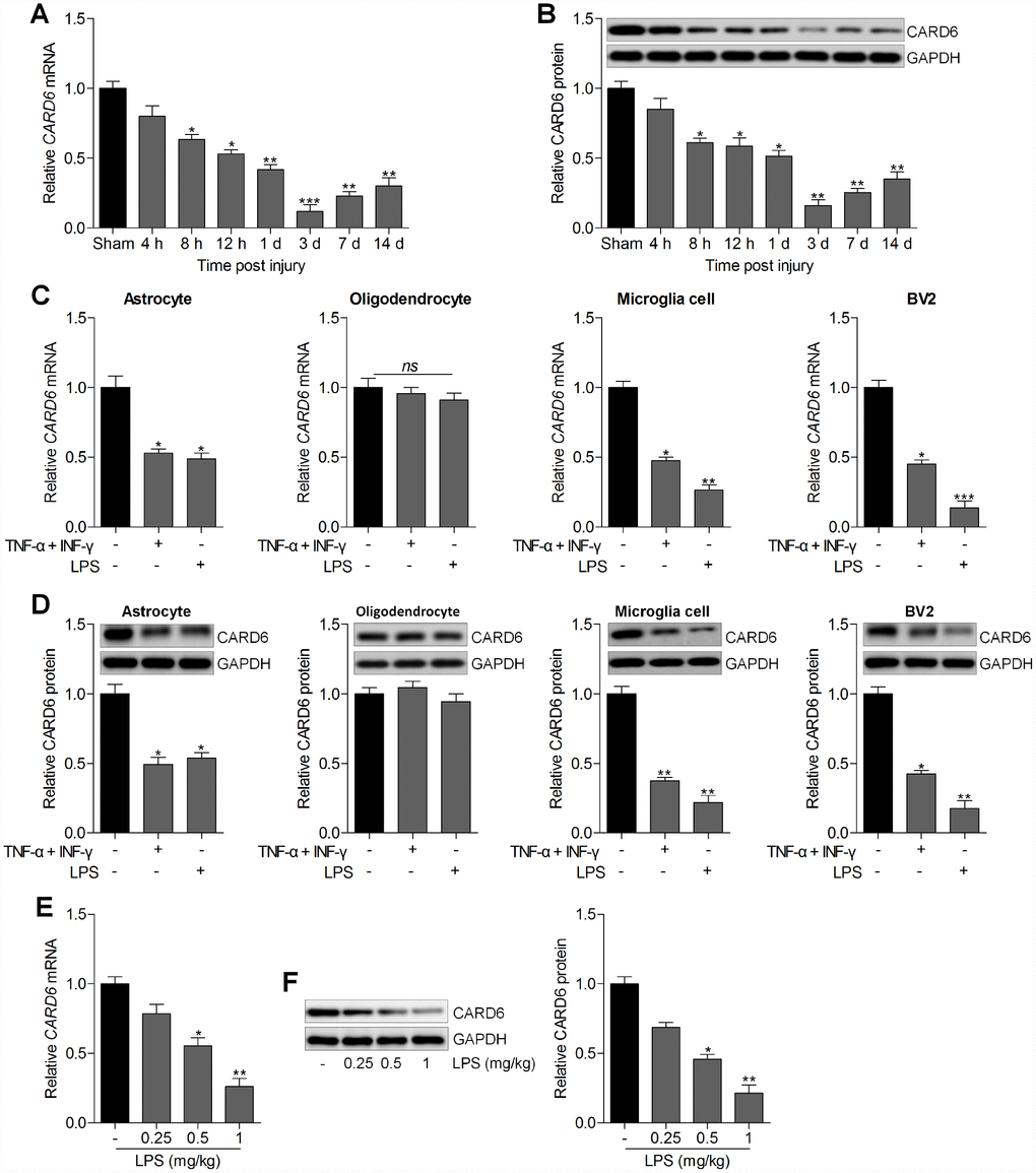 CARD6 expression is up-regulated in the spinal dorsal horn of mice. Representative (A) RT-qPCR and (B) western blot analysis of CARD6 expression in lumbar spinal tissues. *p **p C) The mRNA and (D) protein expression levels of CARD6 in primary cultured astrocytes, oligodendrocytes, microglia cells and mouse microglia BV2 cells incubated with TNF-α (10 ng/ml) plus IFN-γ (10 ng/ml) or LPS (100 ng/ml) for 24 h by RT-qPCR and western blot analysis, respectively. *p **p E) RT-qPCR and (F) western blot analysis of CARD6 expression in spinal cord tissues. Data represented means ± SEM (n=6 each group).