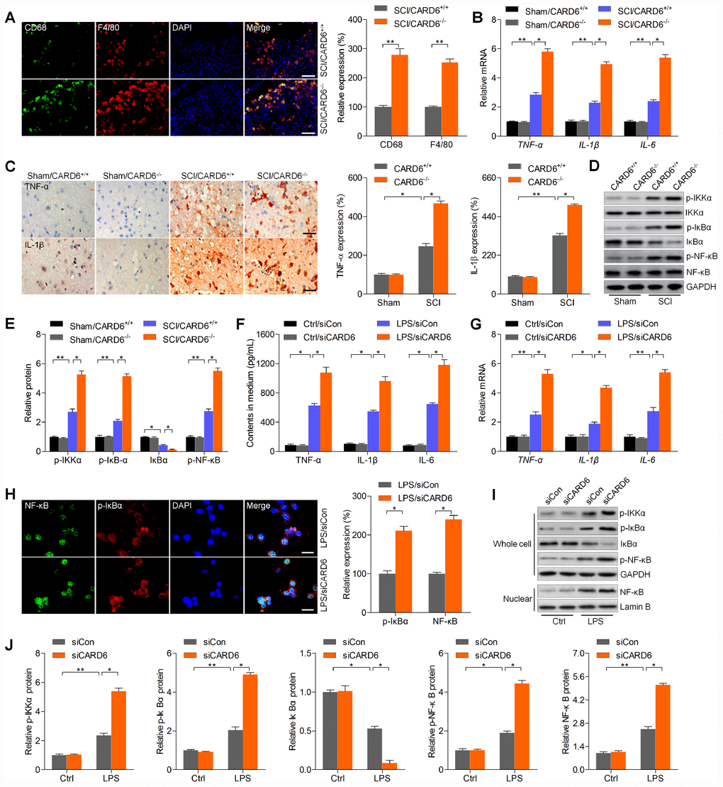 CARD6 knockout accelerates inflammatory response in mice after SCI. (A) Representative images of CD68/F4/80 double staining by IF in dorsal horn of mice. The relative expression of CD68 and F4/80 was quantified. Scale bar: 100 μm. (B) RT-qPCR analysis of TNF-α, IL-1β and IL-6 mRNA levels in the lumbar spinal cord segments. (C) Representative images of TNF-α and IL-1β and by IHC staining in dorsal horn of mice. The relative expression of TNF-α and IL-1β was quantified. Scale bar: 100 μm. (D, E) Western blot analysis of p-IKKα, p-IκBα, IκBα and p-NF-κB protein expression levels in the lumbar spinal cord segments. (F–J) BV2 cells were transfected with siCARD6 or siCon for 24 h, followed by LPS exposure for another 24 h. Then, all cells were collected for further studies. (F) TNF-α, IL-1β and IL-6 contents in medium were assessed by ELISA. (G) TNF-α, IL-1β and IL-6 mRNA levels in cells were measured using RT-qPCR analysis. (H) Representative images of p-IκBα and NF-κB double staining by IF in cells. The quantification of p-IκBα and NF-κB expression levelv was exhibited. Scale bar: 50 μm. (I, J) Protein expression levels of p-IKKα, p-IκBα, IκBα and p-NF-κB in whole cells, and NF-κB in nuclear were determined by western blot analysis. Data represented means ± SEM (n=8 each group for in vivo studies; n=6 each group for in vitro studies). *p **p 