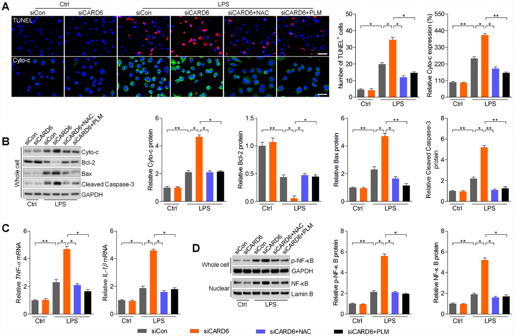 CARD6 silence-accelerated apoptosis and inflammation are regulated by ROS production in BV2 cells exposed to LPS. (A–D) BV2 cells in the presence or absence of siCARD6 transfection were pre-treated with NAC (5 mM) or PLM (10 μM) for 2 h, and then were subjected to LPS (100 ng/ml) exposure for another 24 h. Subsequently, all cells were harvested for further analysis. (A) TUNEL and Cyto-c staining of BV2 cells. TUNEL- and Cyto-c-positive cells were quantified. Scale bar: 100 μm. (B) Protein expression levels of Cyto-c, Bcl-2, Bax and cleaved Caspase-3 were evaluated by western blot analysis. (C) RT-qPCR analysis of TNF-α and IL-1β in cells. (D) Protein expression levels of phosphorylated NF-κB in whole cells and NF-κB in nuclear were measured by western blot analysis. Data represented means ± SEM (n=6 each group). *p **p 