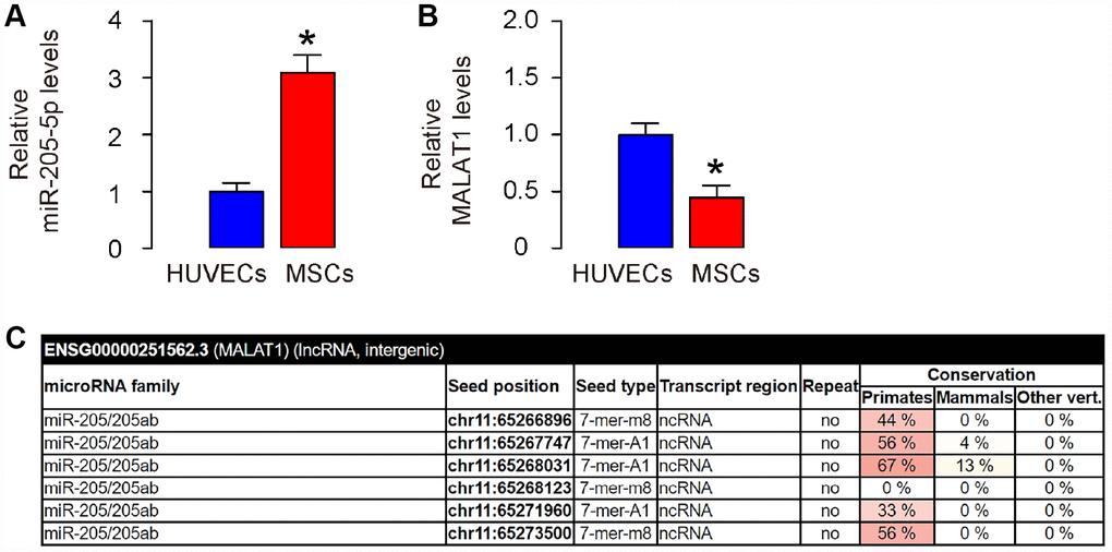 MALAT1 is a ceRNA for miR-205-5p, and is low expressed in human MSCs. (A, B) Levels of miR-205-5p (A) and MALAT1 (B) were determined in human MSCs and HUVECs by RT-qPCR. (C) Bioinformatics prediction of binding sites on MALAT1 by miR-205-5p, showing 6 predicted binding sites, using miRcode website. *p
