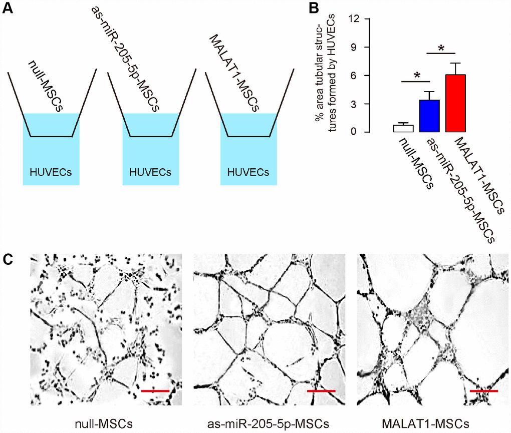 Ectopic expression of MALAT1 improves endothelial cell tube formation in vitro. (A) Schematic of a transwell co-culture system, in which HUVECs in the lower chamber were co-cultured with different MSCs (null-MSCs, as-miR-205-5p-MSCs, MALAT1-MSCs) seeded in the upper chamber. Analysis on the tube formation by HUVECs was done 3 days after co-culture. (B, C) Tube formation was assessed, shown by representative images (B), and by quantification (C). *p