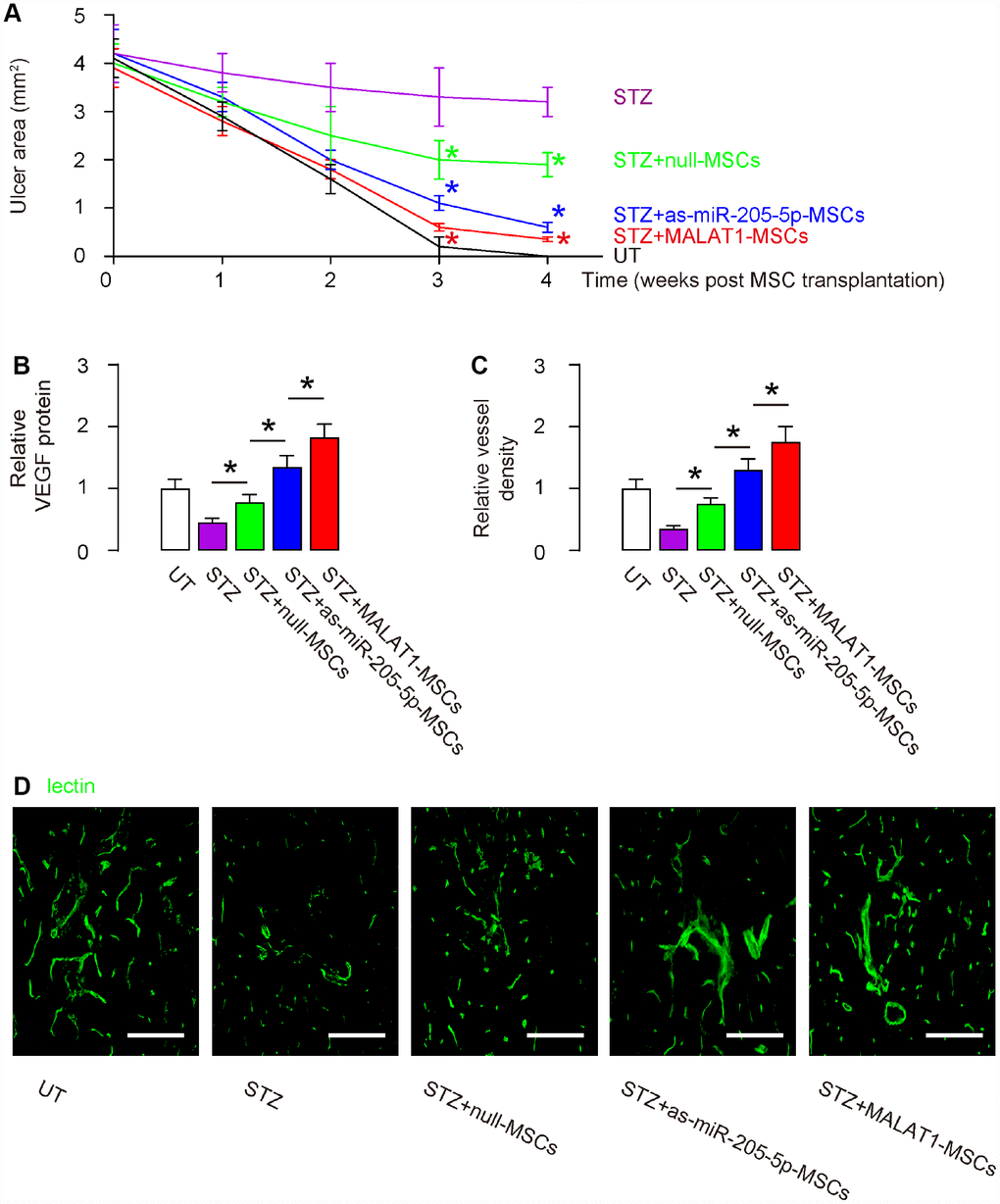 Overexpression of MALAT1 in grafted MSCs exhibits better therapeutic potential on DF than depletion of miR-205-5p in grafted MSCs. (A) Quantification of ulcer area 4 weeks after MSC transplantation. (B) ELISA for VEGF fold change in ulcer tissue. (C, D) Quantification of vessel density 4 weeks after MSC transplantation, shown by quantification of fold change (C), and by representative images (D). *p