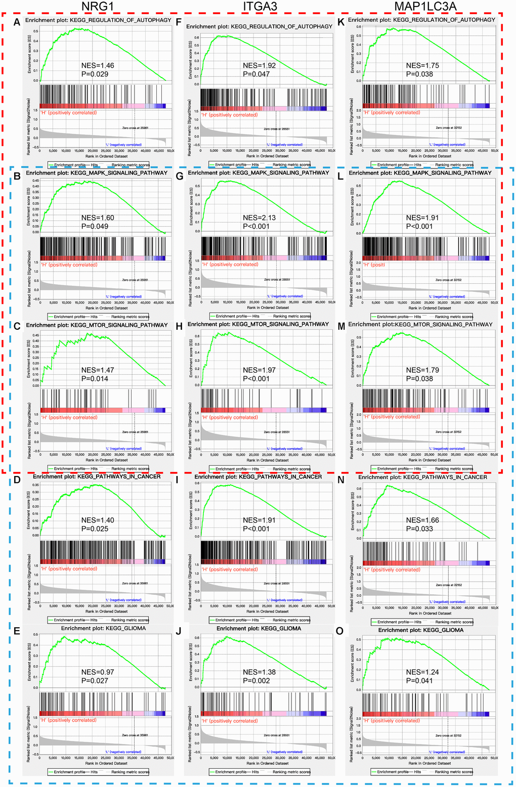 GSEA of NRG1, ITGA3, and MAP1LC3A in the TCGA GBM cohort. Red box: regulation of autophagy and autophagy-related KEGG pathways (A–C, F–H, and K–M). Blue box: pathways in cancer and their related KEGG pathways, including glioma (B–E, G–J, and L–O).