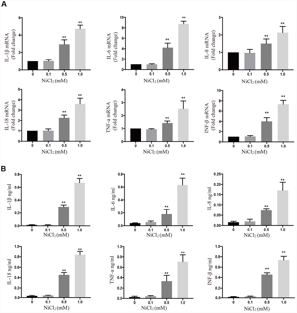 NiCl2 induces pro-inflammatory cytokine production in BMDMs. (A) The mRNA expression levels of inflammatory cytokines after NiCl2 (0, 0.1, 0.5 and 1.0 mM) treatment for 24h. (B) Inflammatory cytokine expression is quantified in BMDMs cultural medium by ELISA after NiCl2 (0, 0.1, 0.5 and 1.0 mM) treatment for 24h. Data are presented with the means ± standard deviation (n=5). *p 