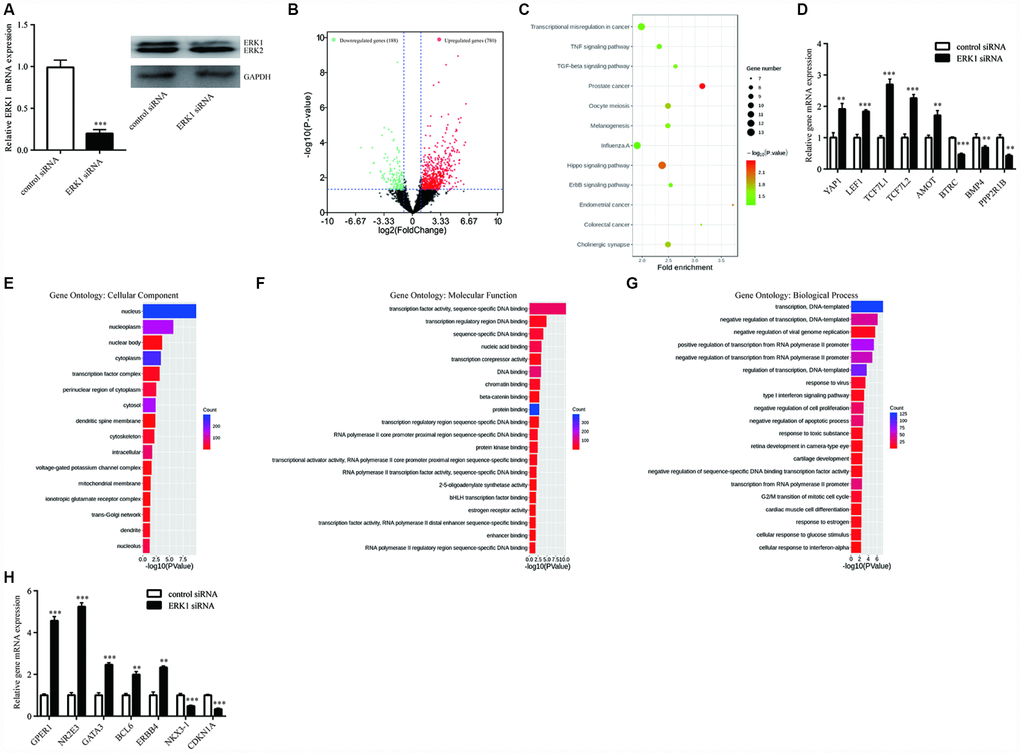 RNA sequencing (RNAseq) analysis of ERK1-silenced T47D cells. (A) RT-qPCR and western blotting showed that ERK1 siRNA decreased ERK1 mRNA and protein expression in T47D cells. (B) Volcano plot showed that ERK1 silencing increased a set of 780 genes in abundance of log2FC ≥ 1, while a set of 188 genes decreased in abundance of log2FC ≤ -1, based on transcriptome sequencing of control group and ERK1 siRNA group. (C) KEGG pathway enrichment analysis of differentially expressed genes in ERK1 siRNA group compared to control group. (D) Validation of identified genes in “Hippo signaling pathway”, including YAP1, LEF1, TCF7L1, TCF7L2, AMOT, BTRC, BMP4 and PPP2R1B. (E) Gene Ontology annotation analysis of the significantly enriched cellular component (P F) Gene Ontology annotation analysis of the top 20 significantly enriched Molecular Function (P G) Gene Ontology annotation analysis of the top 20 significantly enriched Biological Process (P 
