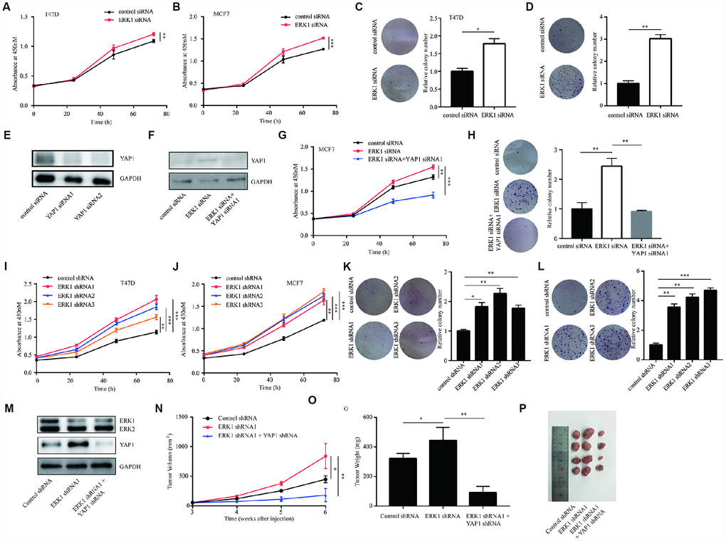 ERK1 promoted cell proliferation of breast cancer cells in vitro and in vivo. (A) In T47D cells, silencing of ERK1 increased cell proliferation ability. (B) In MCF7 cells, silencing of ERK1 increased cell proliferation ability. (C) In T47D cells, silencing of ERK1 increased colony forming ability. (D) In MCF7 cells, silencing of ERK1 increased colony forming ability. (E) Transfection of YAP1 siRNA decreased YAP1 protein expression in MCF7 cells. (F) Silencing of YAP1 reversed ERK1 silencing induced elevation of YAP1 protein expression in MCF7 cells. (G) Silencing of YAP1 reversed ERK1 silencing induced elevation of cell proliferation ability in MCF7 cells. (H) Silencing of YAP1 reversed ERK1 silencing induced elevation of colony forming ability in MCF7 cells. (I) The cell proliferation of T47D cells with stable knockdown of ERK1 was increased in comparison with T47D cells infected with control shRNA. (J) The cell proliferation of MCF7 cells with stable knockdown of ERK1 was increased in comparison with MCF7 cells infected with control shRNA. (K) The colony forming ability of T47D cells was decreased after lentivirus mediated ERK1 knockdown. (L) The colony forming ability of MCF7 cells was decreased after lentivirus mediated ERK1 knockdown. (M) Western blotting showed that lentivirus mediated knockdown of ERK1 decreased ERK1 protein expression and elevated YAP1 protein expression, while knockdown of both ERK1 and YAP1 decreased ERK1 and YAP1 protein expression in MCF7 cells. (N) Xenografted tumor growth curve indicated that ERK1 knockdown increased tumor volume, while YAP1 knockdown decreased tumor volume in vivo. (O) ERK1 knockdown increased tumor weight, while YAP1 knockdown decreased tumor weight in vivo. (P) Representative xenografted tumors from nude mouse models. *, p