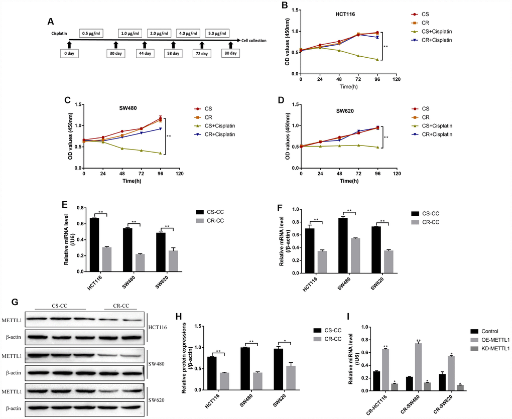 The expression levels of METTL1 and miR-149-3p in CR-CC cell lines. (A) The schematic procedures of the induction of CR-HCT116, CR-SW480 and CR-SW620 respectively. CCK-8 assay was conducted to detect (B) HCT116 cells, (C) SW480 cells and (D) SW620 cells proliferation respectively. Real-Time qPCR was performed to determine the levels of (E) miR-149-3p and (F) METTL1 mRNA in CC cells. (G, H) Western Blot was used to determine the expression levels of METTL1 in Cisplatin-sensitive colon cancer (CS-CC) and Cisplatin-resistant colon cancer (CR-CC) cells. (I) Real-Time qPCR was employed to investigate the effects of METTL1 on miR-149-3p levels in CR-CC cells. All the experiments repeated at least 3 times. “*” means p p 