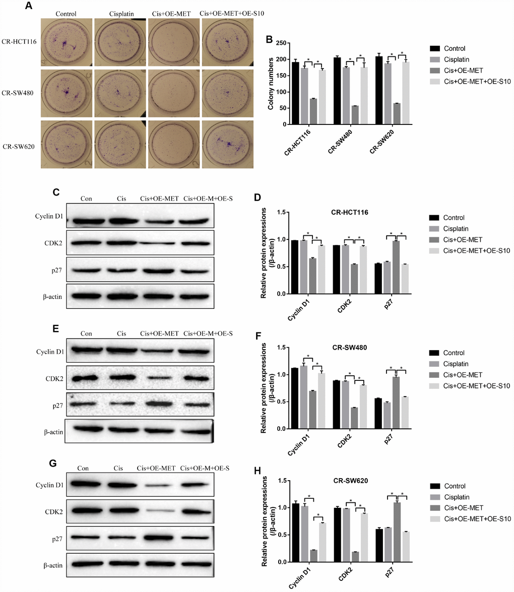 METTL1 regulated cell proliferation by targeting S100A4. (A, B) Colony formation assay was performed to detect cell proliferation. Western Blot was used to determine the expression levels of Cyclin D1, CDK2 and p27 in (C, D) CR-HCT116 cells, (E, F) CR-SW480 cells and (G–H) CR-SW620 cells. (“Con” represented “Control group”, “Cis” indicated “Cisplatin treated group”, “Cis+OE-MET” represented “Cisplatin plus overexpressed METTL1 treated group”, “Cis+OE-M+OE-S” represented “Cisplatin plus overexpressed METTL1 and overexpressed S100A4 treated group”). All the experiments repeated at least 3 times. “*” means p p 