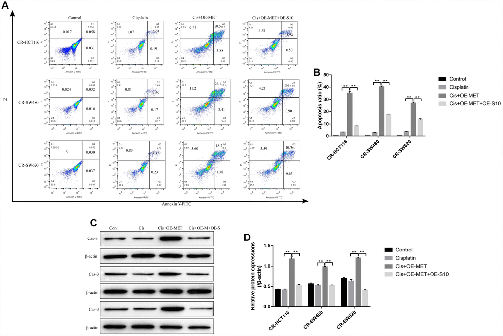 Overexpressed METTL1 promoted CR-CC cells apoptosis by regulating S100A4. (A, B) FCM was conducted to determine cell apoptosis ratio in CC cells. (C, D) Western Blot was employed to detect the expression levels of cleaved Caspase-3 in CR-CC cells. (“Con” represented “Control group”, “Cis” indicated “Cisplatin treated group”, “Cis+OE-MET” represented “Cisplatin plus overexpressed METTL1 treated group”, “Cis+OE-M+OE-S” represented “Cisplatin plus overexpressed METTL1 and overexpressed S100A4 treated group”). “*” means p p 