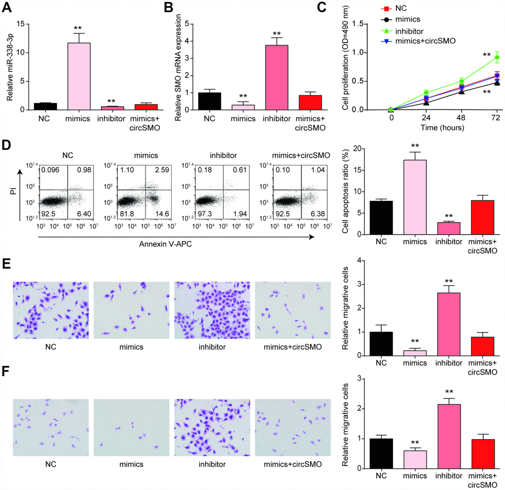 MiR-338-3p inhibited the growth of glioma cells. (A) miR-338-3p expression with different treating, miR-338-3p mimics and miR-338-3p inhibitor. (B) MiR-338-3p inhibitor promoted SMO mRNA while mimic inhibited it. (C–F) MiR-338-3p mimics inhibited cells proliferation, migration and invasion, while enhanced cells apoptosis according to assays of the CCK8, flow cytometry and Transwell. *P