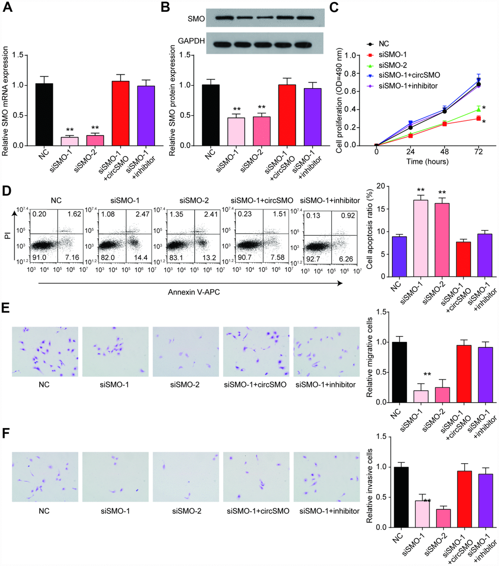 SMO has same effect on cells activity as circSMO742. (A, B) SMO knockdown inhibited SMO mRNA expression while the presence of circSMO742 or miR-338-3p inhibitor could reverse the expression caused by SMO knockdown. (C–F) SMO suppression suppressed proliferation, migration, invasion but promoted apoptosis of U-87 MG cells. *P