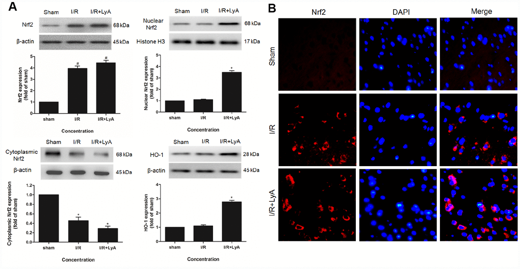 LyA Promoted the Expression of Nrf2 and HO-1. (A) Protein expressions of Nuclear Nrf2, Cytoplasmic Nrf2 and HO-1 were evaluated by Western blot analysis. (B) The immunofluorescence staining of Nrf2 with DAPI (400 x). Data were presented as mean ± SD (n = 6). *p 