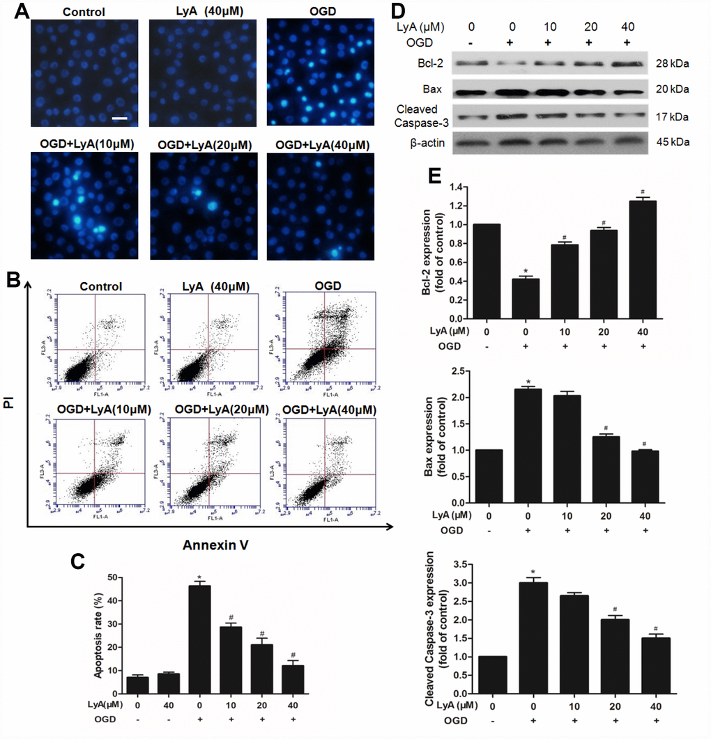 Effects of LyA on apoptotic in SH-SY5Y cells. (A) Hoechst 33342 staining (scale bar 100 μm). (B) Effects of LyA on OGD-induced apoptosis after AV-PI double stain. (C) The quantitative analysis of apoptotic cells. (D) Protein expressions of bax, bcl-2 and cleaved caspase-3 were evaluated by western blot analysis. (E) Relative expressions are calculated and are shown here. Data were represented as means ± SD (n=6). *p #p 