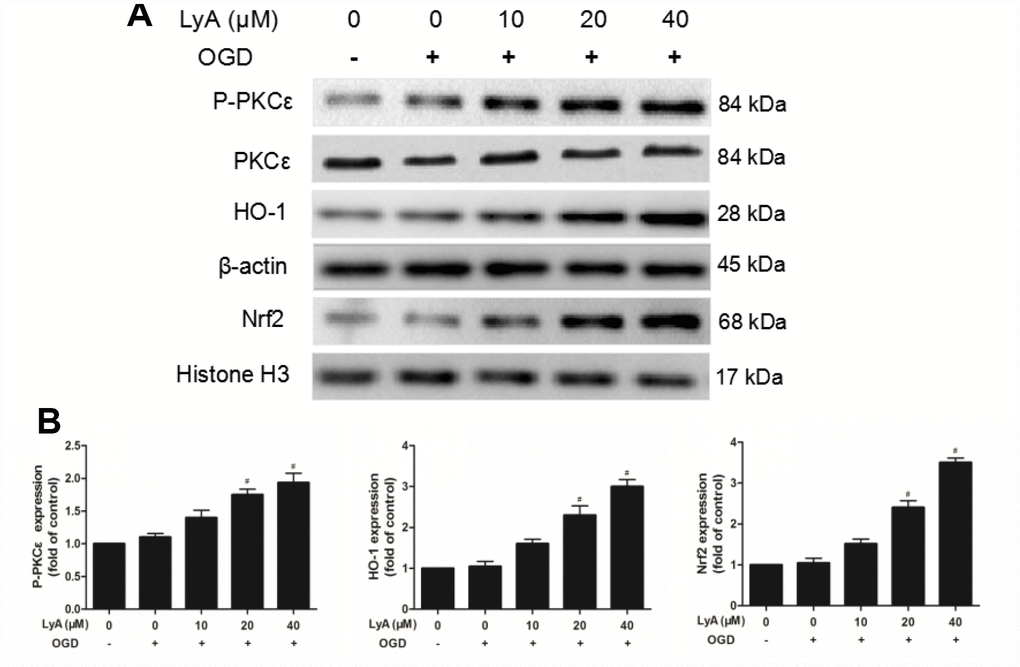 Effect of LyA treatment on PKCε phosphorylation, activation of Nrf2/HO-1 pathway in SH-SY5Y cells. (A) Representative bands of each protein are presented. (B) Relative expressions are calculated and are shown here. Data were represented as means ± SD (n=6). *p #p 