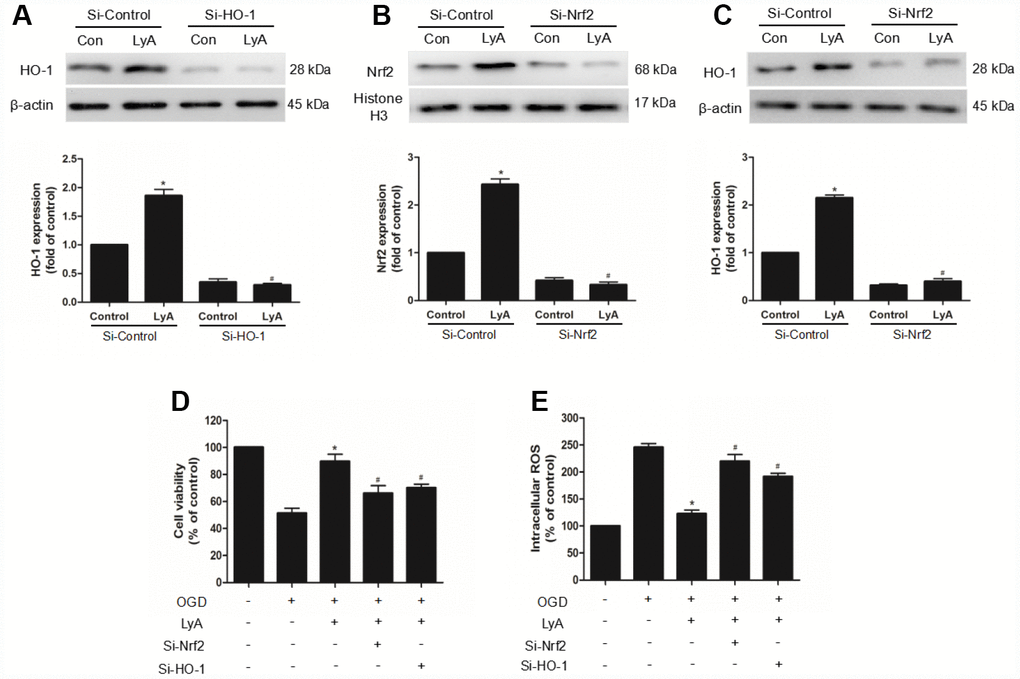 The neuroprotection of LyA involved the Nrf2/HO-1 pathway. (A–C) Cells were transfected with control or HO-1 and Nrf2 siRNA for 48 h, followed by treatment with 40 μM LyA for 8 h. HO-1 and Nrf2 expression levels were analyzed by western blotting. Data were presented as mean ± SD (n =6). *p #p D) Cells were treated for 48 h with control or siRNA, and then treated with 40 μM LyA for 8 h before being subjected to 60 min OGD followed at 24 h by the MTT assay. (E) Intracellular ROS level. Data were represented as means ± SD (n=6). *p #p 