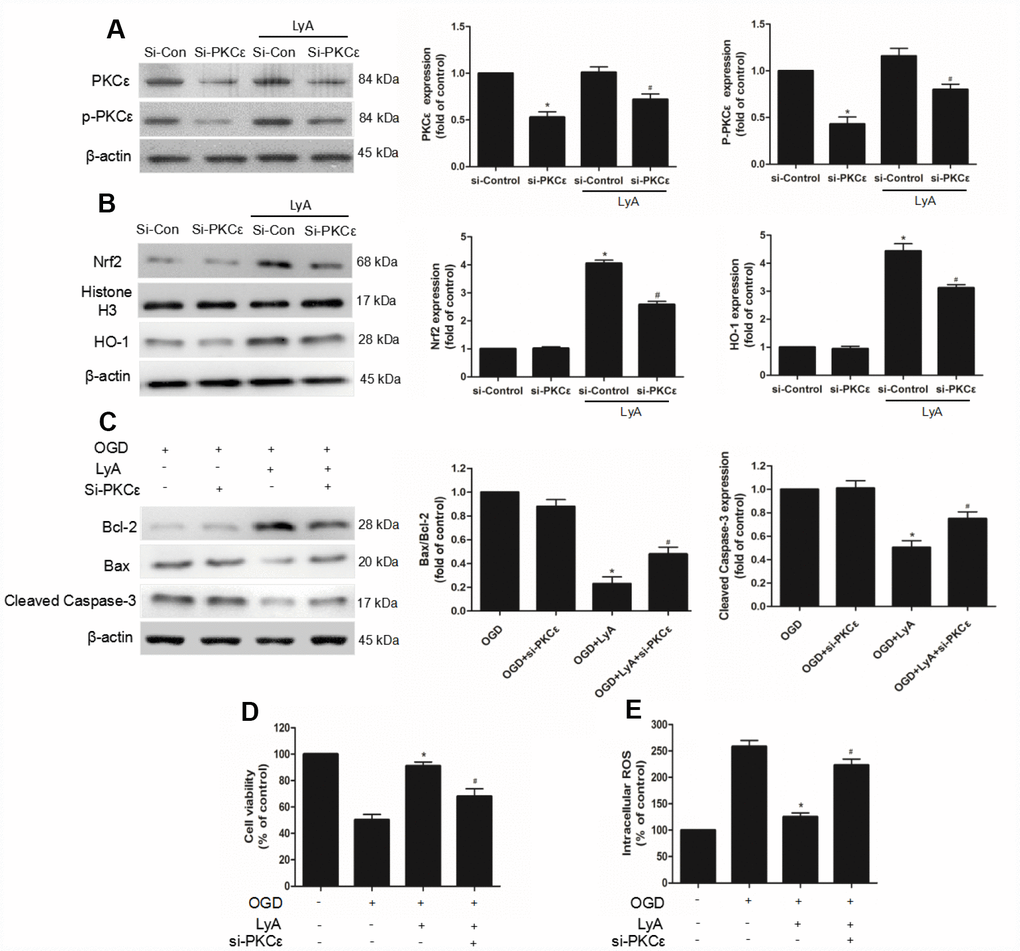 PKCε mediated LyA-induced neuroprotection, Nrf2 nuclear translocation, and HO-1 upregulation. (A–C) Cells were transfected with control or PKCε siRNA for 48 h, followed by treatment with 40 μM LyA for 8 h. p-PKCε, PKCε, HO-1, Nrf2, bax, bcl-2 and cleaved caspase-3 expression levels were analyzed by western blotting. Data were presented as mean ± SD (n =6). *p #p D) Cells were treated for 48 h with control or siRNA, and then treated with 40 μM LyA for 8 h before being subjected to 60 min OGD followed at 24 h by the MTT assay. (E) Intracellular ROS level. Data were represented as means ± SD (n=6). *p #p 