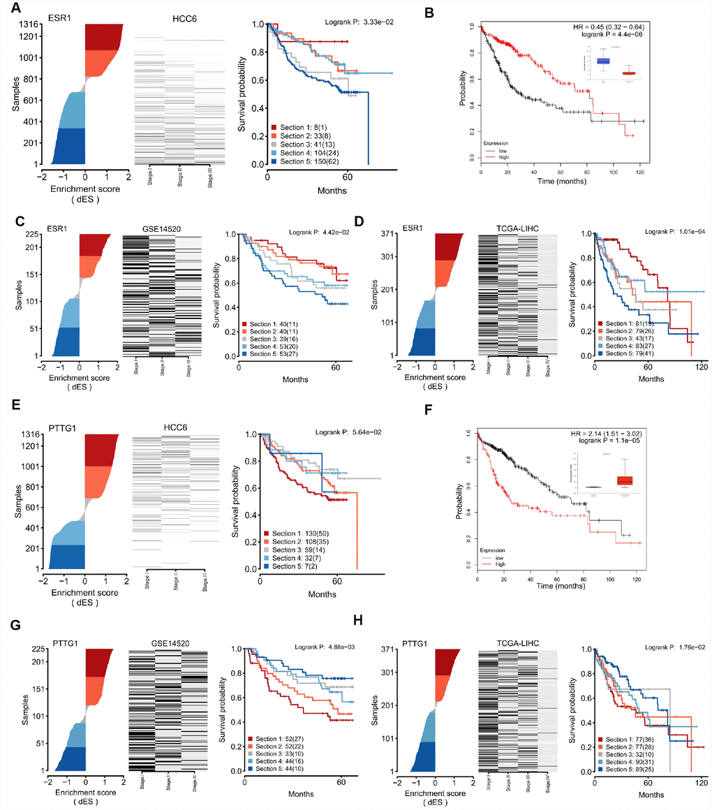 Regulon activity as read-out of survival outcomes. (A) dES of ESR1 calculated for all samples in the HCC6 cohort. Disease-specific survival plots for each tumor subgroup are highlighted; patient numbers are listed for each section. (B) Kaplan-Meier survival curve using ESR1 gene expression data in the LIHC cohort, generated using the KM-plotter tool [56]. (C) dES of ESR1 in the GSE14520 cohort. (D) dES of ESR1 in the LIHC cohort. (E–H) Analysis results for PTTG1.