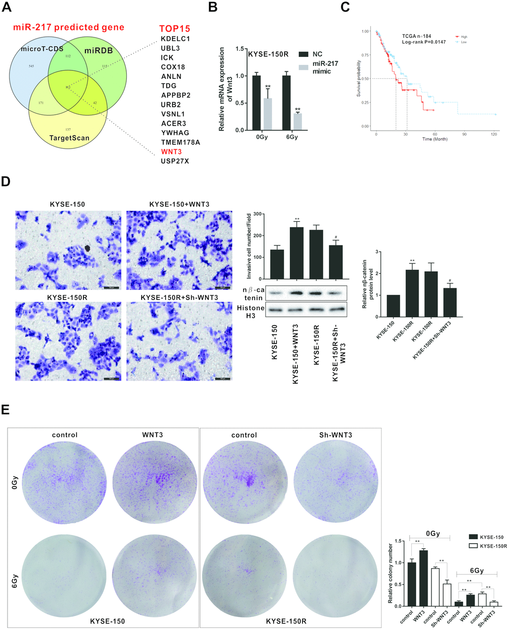 Effects of Wnt3 on the proliferation and migration of KYSE-150 and KYSE-150R cells. (A) The potential target genes of miR-217 were predicted by bioinformatics softwares (microT-CDS, miRDB and TargetScan). (B) KYSE-150R cells were transfected with miR-217 mimic (or NC) and then irradiated with 0 and 6 Gy X-ray. The mRNA level of Wnt3 was detected by qRT-PCR. **pC) The relationship between Wnt3 expression and survival rate of patients with ESCS. (D) KYSE-150 cells were transfected with Wnt3 overexpression vector and KYSE-150R cells were transfected with Wnt3 silence vector. The invasion of KYSE-150 and KYSE-150R cells were detected by transwell assay, and the protein level of nuclear β-catenin (n β-catenin) was determined by western blot. **pE) KYSE-150 cells were transfected with Wnt3 overexpression vector and KYSE-150R cells were transfected with Wnt3 silence vector. Then cells were irradiated with 0 and 6 Gy X-ray. The proliferation of cells was evaluated by colony formation assay.