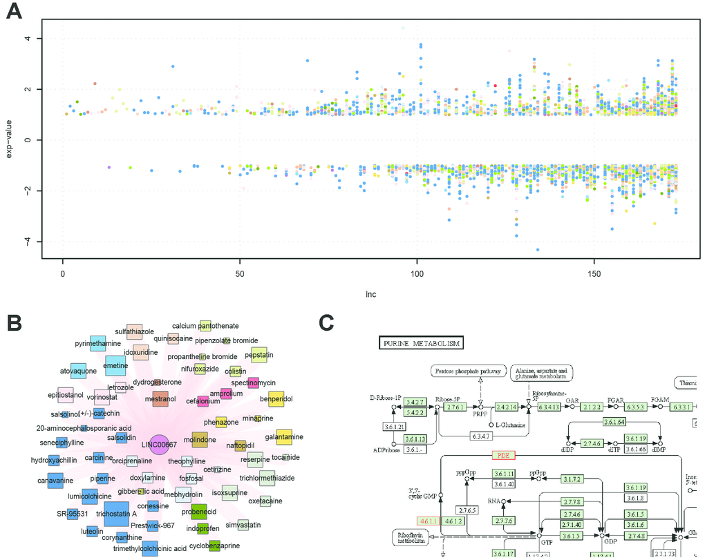 LncRNA expression values and functional characteristics. (A) Fold change value of lncRNAs affected by drugs; colors represent different ATC codes of drugs affected by the specific lncRNA. (B) Sub-network of LINC00667 and the related drugs: LINC00667 was always up-regulated after drug treatment. (C) Functional characteristics of LINC00667 by pathway enrichment with its co-expressed protein-coding genes.