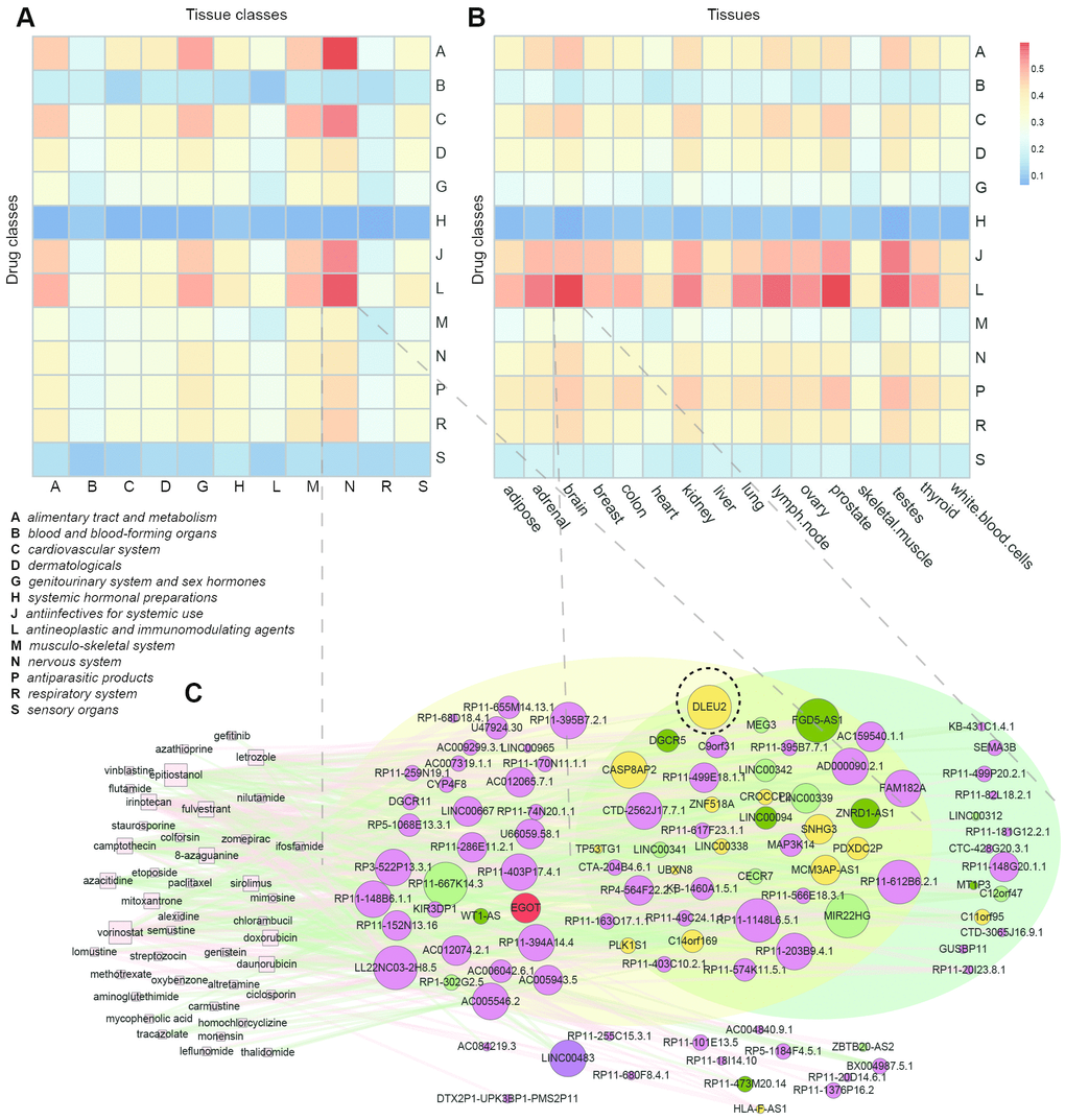 Tissue-specificity of drug-affected lncRNAs. (A) Jaccard coefficients of lncRNAs between 13 drug classes and tissues of 11 anatomical classes. (B) Jaccard coefficients of lncRNAs between 13 drug classes and 16 tissues. (C) Sub-network of the SMLN with drugs belonging to the (L) code and their affected lncRNAs.