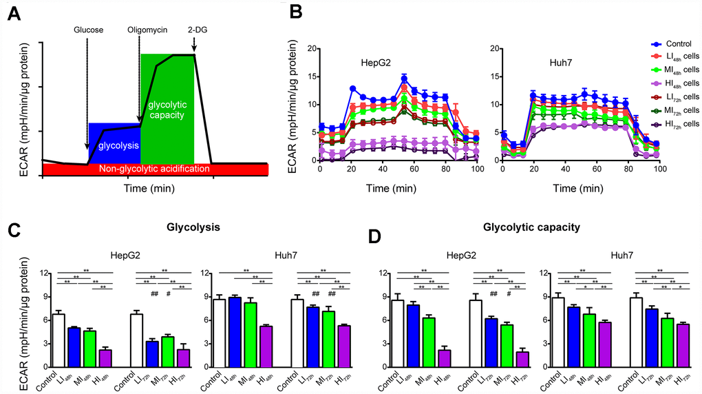 Changes in ECAR of LI, MI and HI hepatocellular carcinoma cells. (A) Schematic of ECAR analysis. (B) Representative ECAR tracings of the control, LI, MI and HI cells at 48 h and 72 h. (C, D) The results of glycolysis (C) and glycolytic capacity (D) in the control, LI, MI and HI cells at 48 h and 72 h. The results represent the mean ± SD, n=6; #p ##p 