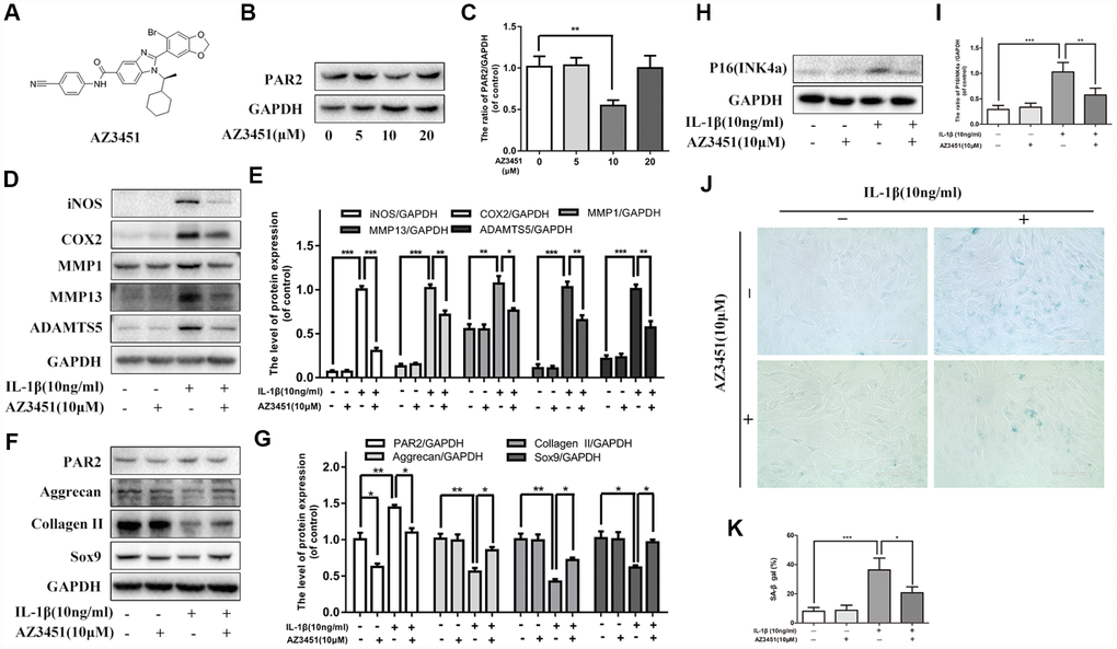 PAR2 antagonist AZ3451 suppresses IL-1β-induced inflammation response, cartilage degradation and premature senescence in chondrocytes. (A) Chemical structure of AZ3451. (B, C) Representative western blots and quantification data of PAR2 in chondrocytes of each group. (D, E) Representative western blots and quantification data of iNOS, COX2, MMP1, MMP13 and ADAMTS5 in chondrocytes of each group. (F, G) Representative western blots and quantification data of PAR2, Aggrecan, Collagen II and Sox9 in chondrocytes of each group. (H, I) Representative western blots and quantification data of p16INK4a in chondrocytes of each group. (J, K) SA-β gal staining assay was performed in chondrocytes as treated above. Data are shown as the mean ± SD. Significant differences between groups are indicated as ***P 