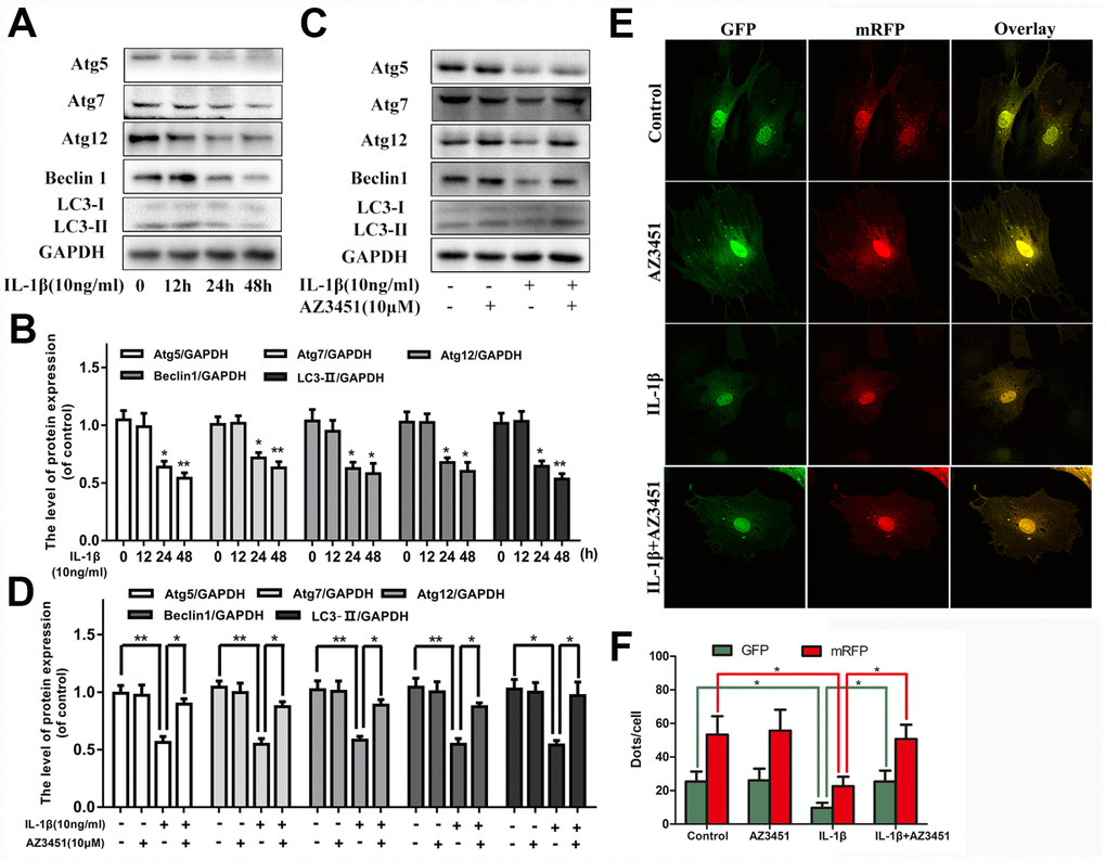 AZ3451 alleviates the IL-1β-induced autophagy downregulation in chondrocytes. (A, B) Representative western blots and quantification data of Atg5, Atg7, Atg12, Beclin1 and LC3 in chondrocytes after stimulation with 10ng/ml IL-1β under different time course. (C, D) Representative western blots and quantification data of Atg5, Atg7, Atg12, Beclin1 and LC3 in chondrocytes as treated above. (E, F) Fluorescence microscopy analysis of chondrocytes transfected with mRFP-GFP-LC3 adenovirus in each group. Data are shown as the mean ± SD. Significant differences between groups are indicated as ***P 