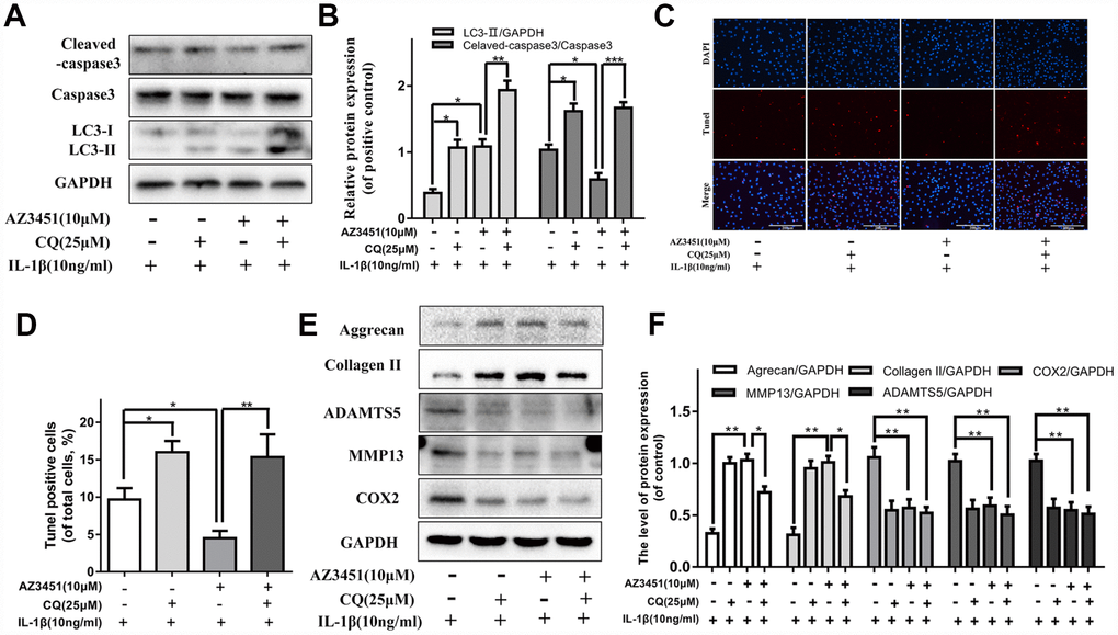 CQ attenuates the anti-apoptotic effect of AZ3451 in chondrocytes. (A, B) Representative western blots and quantification data of Cleaved caspase 3 and LC3 in chondrocytes as treated above. (C, D) TUNEL staining assay was performed in chondrocytes as treated above. (E, F) Representative western blots and quantification data of collagen II, aggrecan, COX2, ADAMTS5 and MMP13 as treated above. Data are shown as the mean ± SD. Significant differences between groups are indicated as ***P 