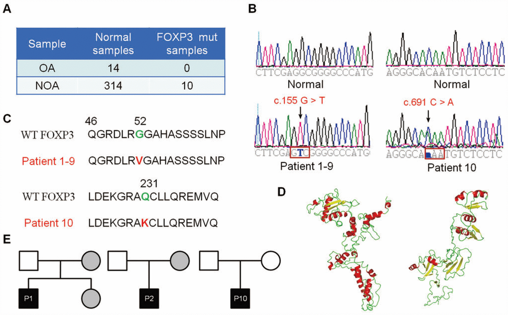 Identification of FOXP3 genomic PV from patients with NOA. (A) A total of 314 patients with NOA and 14 OA patient controls were analyzed in this study. Ten PV of FOXP3 were identified in 314 NOA patients (3.18% incidence, 10/314), whereas no PV of FOXP3 was seen in the OA controls. (B) Chromatogram of the sequences in the mutant region of NOA patients and corresponding OA controls. (C) Comparison of the wild-type and mutant FOXP3 proteins. (D) FOXP3 structure model and stability prediction. (E) Pedigrees of Patients 1, 2 and 10 for their FOXP3 PV. Circles, females; squares, males. Filled symbols, affected individuals; open symbols, unaffected individuals; gray symbols, carriers.