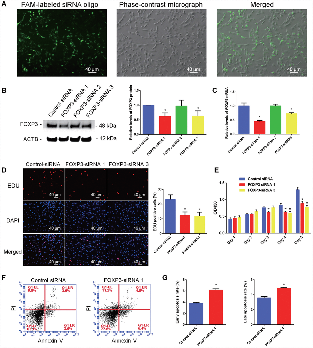 Influence of FOXP3 Knockdown on the proliferation, DNA synthesis and apoptosis of human SSC line. (A) Fluorescence microscope and phase-contrast microscope revealed transfection efficiency of FOXP3-siRNAs using the FAM-labeled miRNA oligonucleotides. Scale bars = 40 μm. (B) Western blots showed the protein changes of FOXP3 by FOXP3-siRNAs in human SSC line. (C) Real-time PCR displayed the mRNA changes of FOXP3 by FOXP3-siRNAs in human SSC line. (D) EDU incorporation assay showed the percentages of EDU-positive cells affected by control siRNA, FOXP3-siRNA 1 and FOXP3-siRNA 3 in human SSC line. Scale bars = 40 μm. Values are means ± SD from three independent experiments. (E) CCK-8 assay demonstrated the proliferation of human SSC line after transfection with FOXP3-siRNA 1 and FOXP3-siRNA 3. (F–G) Annexin-V/PI staining and flow cytometry displayed the percentages of early apoptosis and late apoptosis of human SSC line transfected with FOXP3-siRNA 1 and control siRNA. All values are means ± SD from three independent experiments. * indicated statistical significance (p