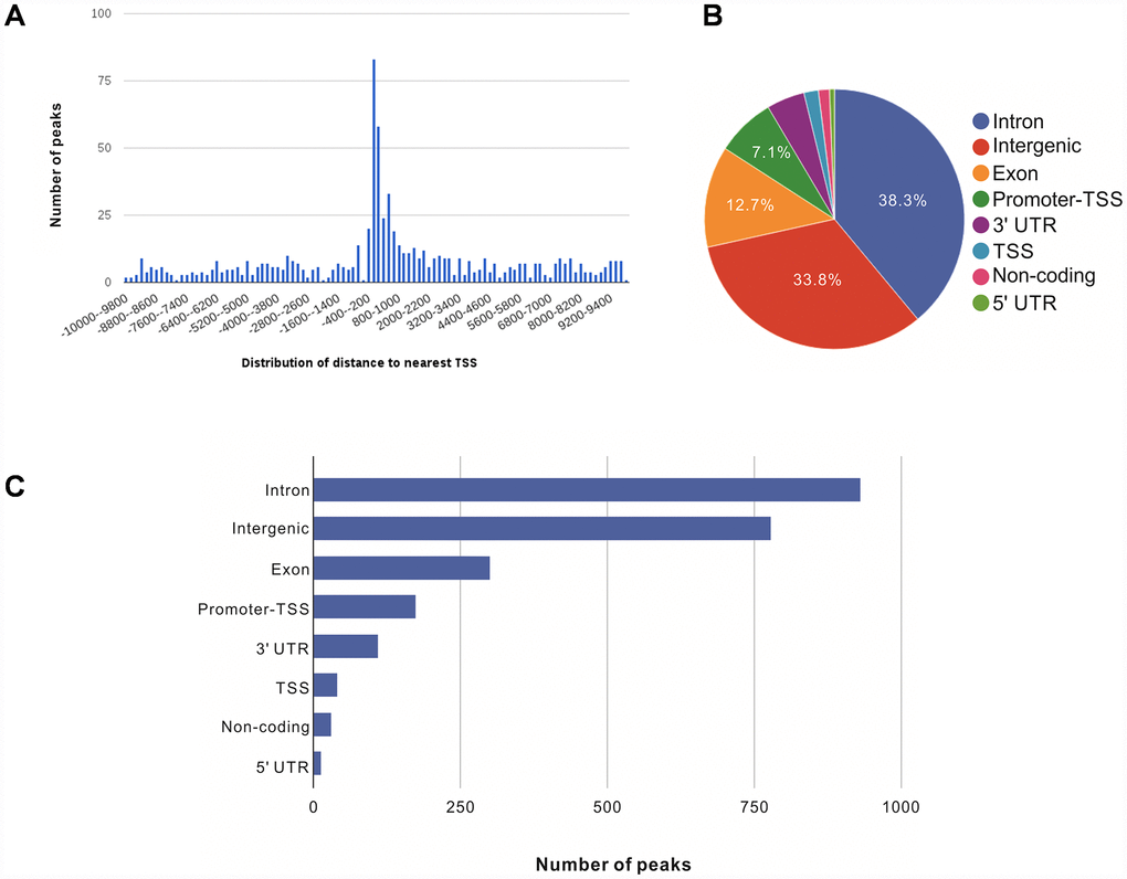 Genome-wide annotation of NRF2-binding sites and response elements in A549 NSCLC cells. (A) Distribution of NRF2 transcription factor binding sites relative to the nearest TSS across the human genome (x-axis, number of peaks in the genome; y-axis, distance relative to the TSS from –10 KB to +10 KB). (B) Pie chart of the percentages of NRF2-binding sites according to peak location across different genomic regions of the human genome. (C) Bar chart of the numbers of NRF2-binding sites categorized according to peak location across the human genome.