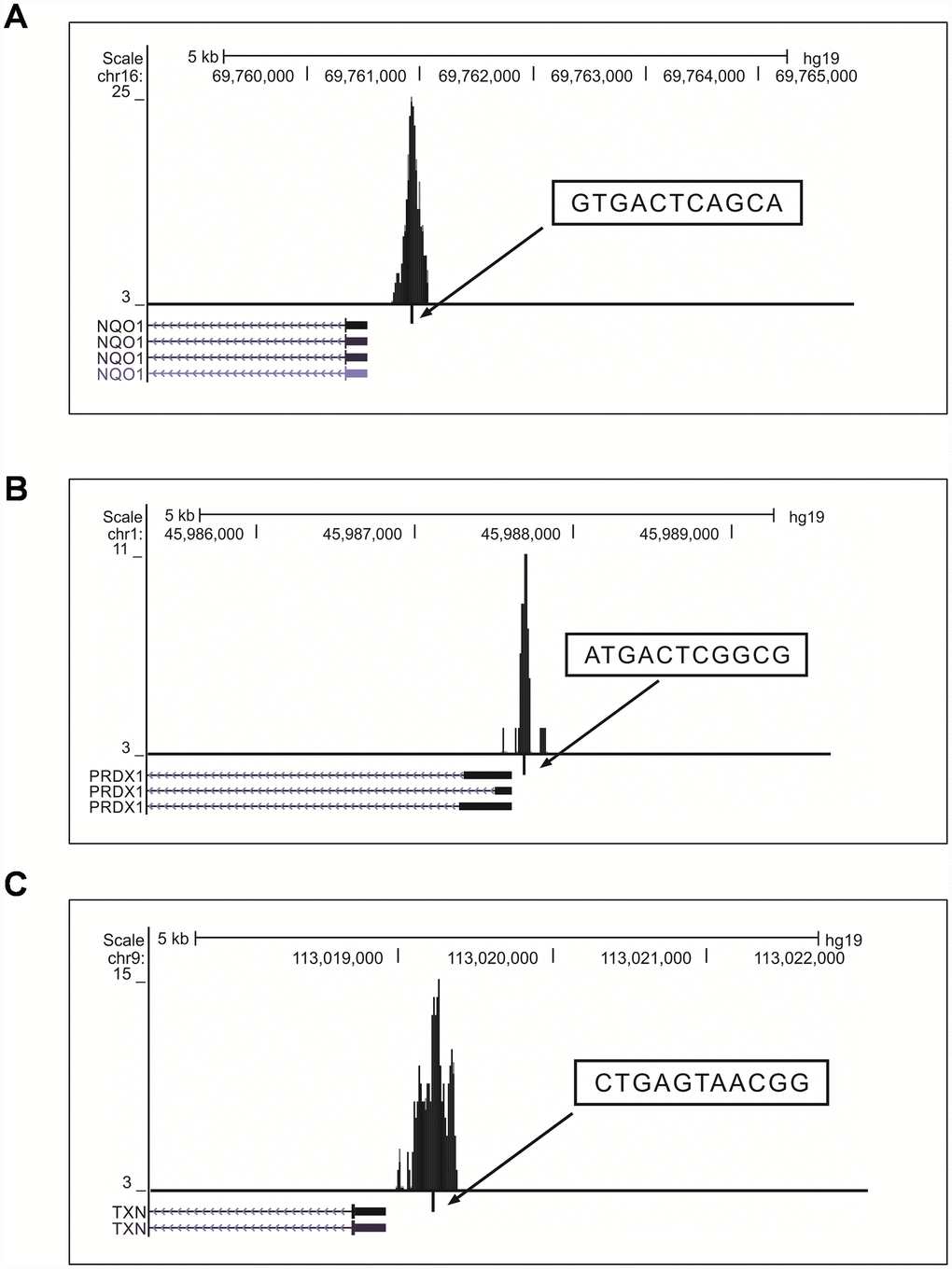 Visualization of NRF2 binding sites obtained from the UCSC genome browser (version hg19). (A–C) Locations of AREs in the promoter regions of the known NRF2 target genes NQO1 (A), PRDX1 (B), and TXN (C). The peaks represent the 150-bp binding regions identified from our ChIP-Seq results (boxes ARE sequences; ticks, ARE positions; blocks, coding exons; horizontal lines with arrows connecting exons represent introns).