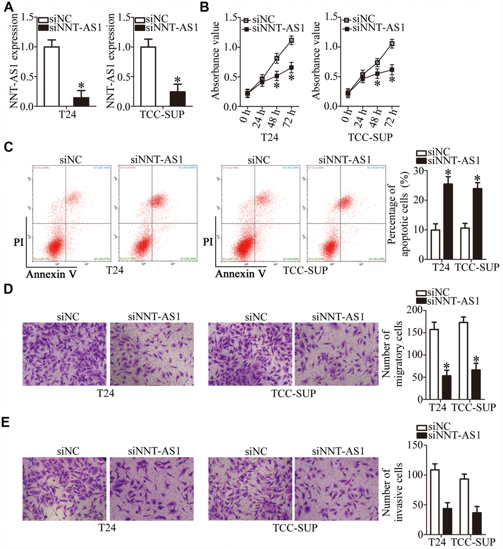 Downregulation of NNT-AS1 inhibits the malignant characteristics of bladder cancer cells in vitro. (A) RT-qPCR was carried out to determine the expression of NNT-AS1 in T24 and TCC-SUP cells after either siNNT-AS1 or siNC transfection. *P B, C) The proliferation and apoptosis status of NNT-AS1–depleted T24 and TCC-SUP cells were tested via the CCK-8 assay and flow cytometry. *P D, E) The migration and invasion abilities of T24 and TCC-SUP cells after NNT-AS1 knockdown were evaluated using transwell cell migration and invasion assays. *P 