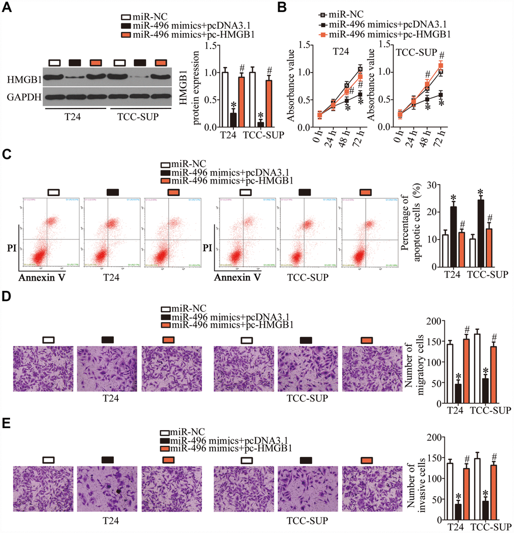 MiR-496 performs its tumor-suppressive actions in bladder cancer cells by decreasing HMGB1 expression. (A) The miR-496 mimics in combination with either the HMGB1-overexpressing plasmid pc-HMGB1 or the empty pcDNA3.1 vector was cotransfected into T24 and TCC-SUP cells. At 72 h post-transfection, western blotting was performed to analyze HMGB1 expression. *P #P B, C) The proliferative and apoptotic activities of T24 and TCC-SUP cells after cotransfection with the miR-496 mimics and either pc-HMGB1 or pcDNA3.1 were evaluated through the CCK-8 assay and flow-cytometric analysis, respectively. *P #P D, E) Transwell migration and invasion assays were conducted to examine the migratory and invasive abilities of T24 and TCC-SUP cells after cotransfection with the miR-496 mimics and either pc-HMGB1 or pcDNA3.1. *P #P 