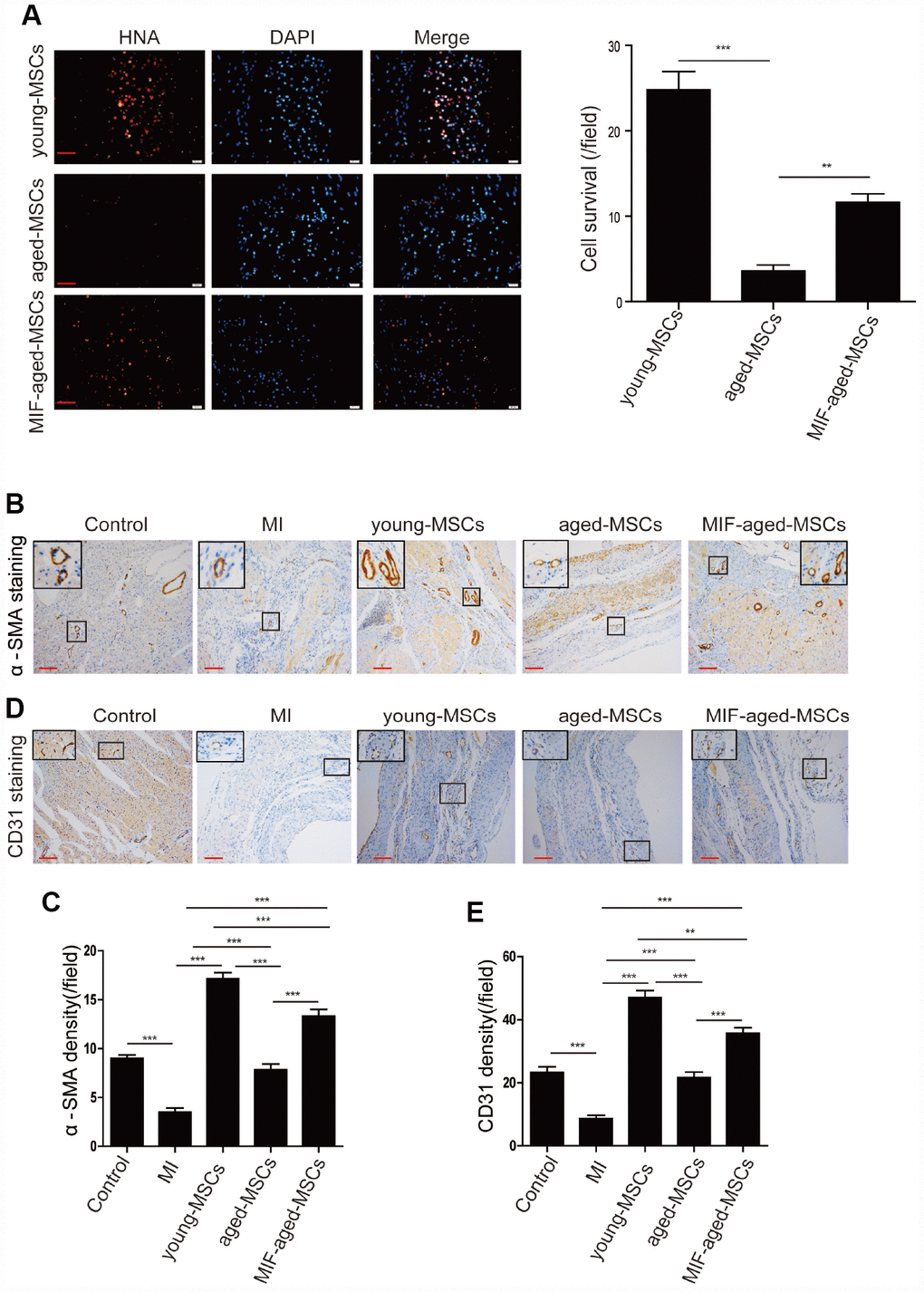 MIF overexpression enhanced cell survival and angiogenesis in the rat heart after MI. (A) Representative images of HNA staining and quantitative analysis of MSC survival in the heart tissue of rats in the different groups at 28 days. Scale bar=50 μm. (B) Representative images of α-SMA staining in the heart tissue of rats from the different groups at 28 days. Scale bar=100 μm. (C) Quantitative analysis of the α-SMA density in the heart tissue of rats from the different groups at 28 days. (D) Representative images of CD31 staining in the heart tissue of rats from the different groups at 28 days. Scale bar=100 μm. (E) Quantitative analysis of the CD31 density in the heart tissue of rats from the different groups at 28 days. Data are expressed as the mean±SEM. n=6-7. **p