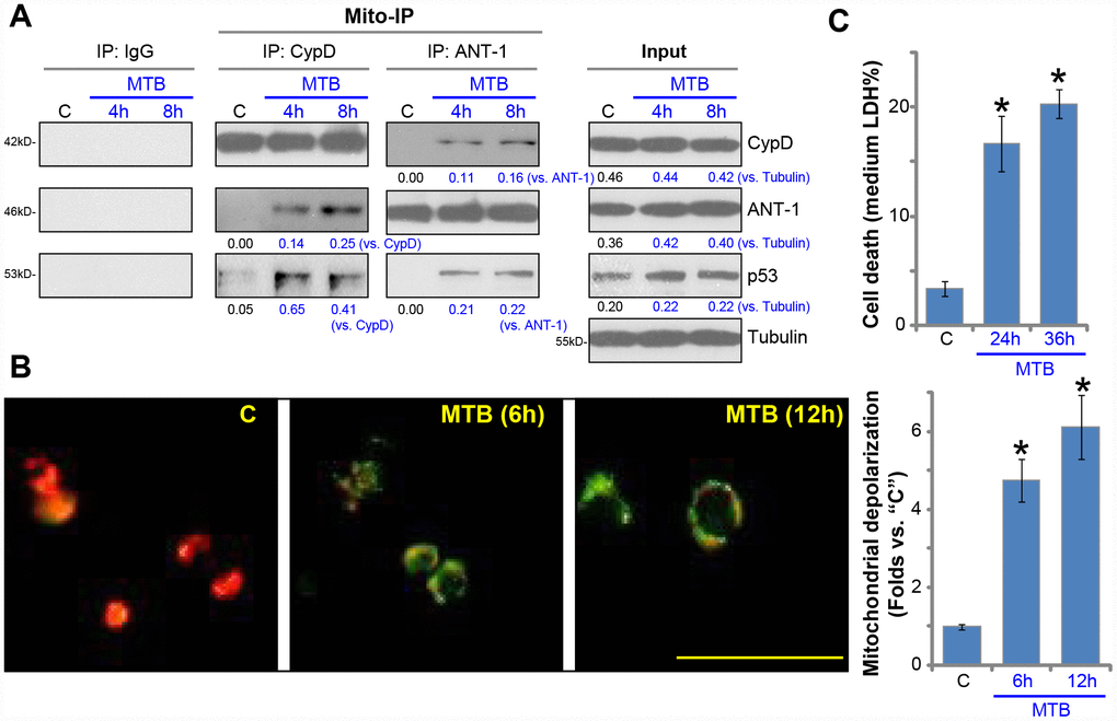 MTB infection induces mPTP opening and programmed necrosis in human macrophages. The primary human macrophages were infected with Mycobacterium tuberculosis (MTB) for applied time periods, mitochondrial immunoprecipitation (Mito-IP) assays were carried out to test CypD-ANT1-p53 association in the mitochondria (A, “Mito-IP”), with expression of these proteins examined by Western blotting (A, “Input”); Mitochondrial depolarization was examined by JC-1 dye assay (B); Cell necrosis was tested by medium LDH release assays (C). For JC-1 assays, both JC-1 merged images and JC-1 green fluorescence intensity were presented (same for all Figures). Expression of listed proteins was quantified, normalized to loading controls (A). “C” stands for uninfected control macrophages (same for all Figures). Data were presented as mean ± SD (n=5), and results were normalized to “C”. * P B).