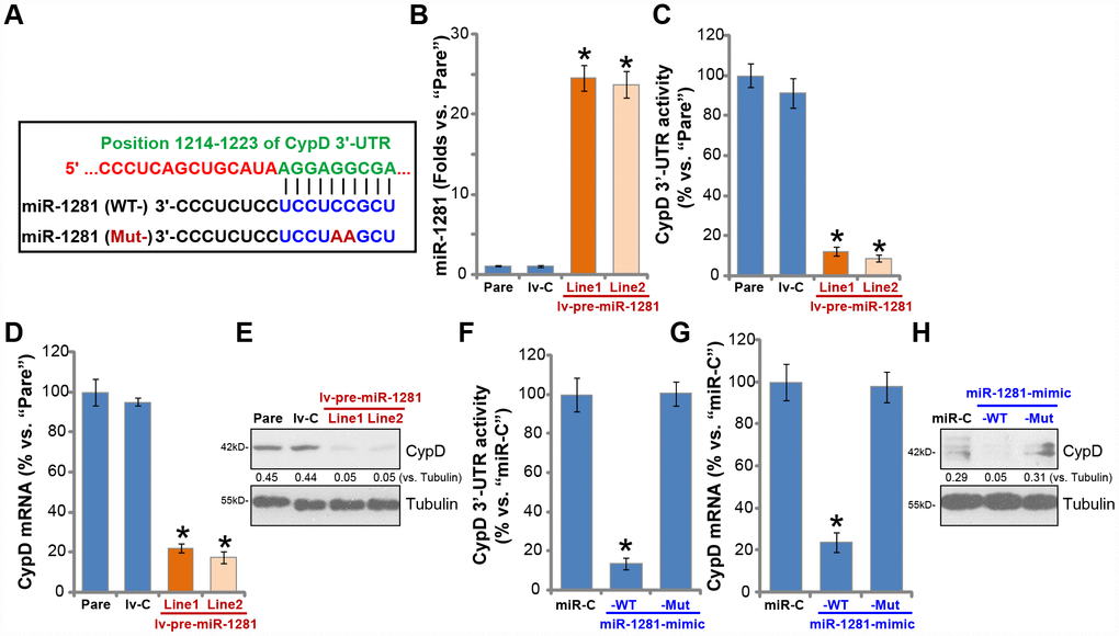 microRNA-1281 is CypD-targeting miRNA in human macrophages. microRNA-1281 (miR-1281) putatively targets position 1214-1223 in CypD 3’-UTR (3’-untranslated region) (A). The primary human macrophages were infected with lentivirus encoding pre-miR-1281 (“lv-pre-miR-1281”), two stable cell lines, “Line1/2”, were established following puromycin selection. Control macrophages were infected with non-sense microRNA (“lv-C”) lentivirus; Expression of mature miR-1281 and listed mRNAs was tested by qPCR assays (B and D); The relative CypD 3’-UTR activity was tested (C), with CypD protein expression tested by Western blotting (E). The primary human macrophages were transfected with 500 nM of control microRNA mimic (“miR-C”), the wild-type (“WT-”) or the mutant (“Mut-”) miR-1281 mimic (see sequences in A), after 48h CypD 3’-UTR activity (F), CypD mRNA (G) and protein (H) expression were tested. CypD protein expression was quantified, normalized to Tubulin (E and H). Data were presented as mean ± SD (n=5), and results were normalized. * P 