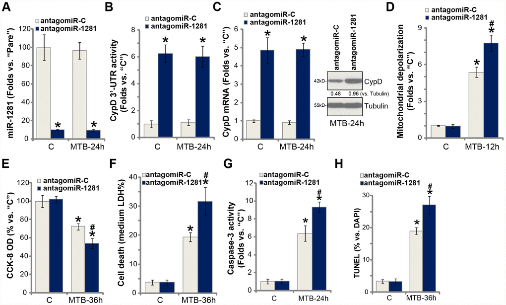 miR-1281 inhibition upregulates CypD and intensifies MTB-induced cytotoxicity in human macrophages. The primary human macrophages were transduced with the lentiviral pre-miR-1281 anti-sense (“antagomiR-1281”) or the non-sense control miR anti-sense (“antagomiR-C”), with stable cells selected by puromycin. Macrophages were then infected with Mycobacterium tuberculosis (MTB) for applied time periods, expression of mature miR-1281 and listed genes was shown (A and C); The relative CypD 3’-UTR activity was tested (B); Mitochondrial depolarization, cell viability, cell necrosis and apoptosis were tested by JC-1 staining (D), CCK-8 (E), medium LDH release (F), and caspase-3 activity (G)/TUNEL staining (H) assays, respectively. CypD expression was quantified, normalized to Tubulin (C). Data were presented as mean ± SD (n=5). * P #P 