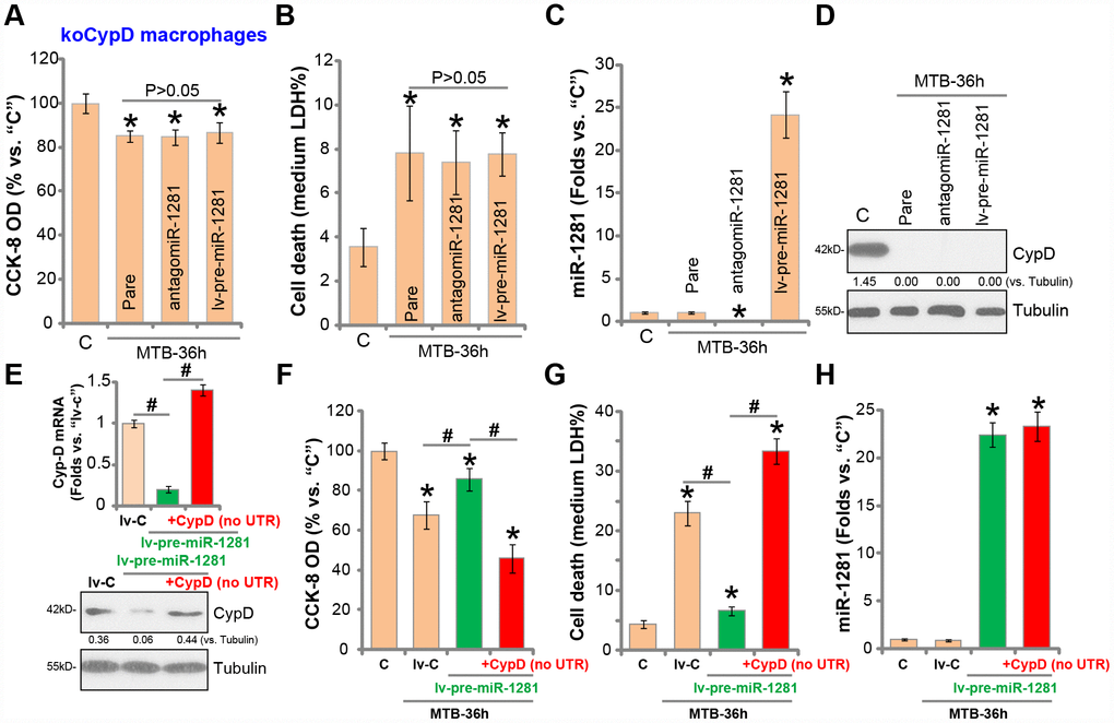 miR-1281 is ineffective in CypD-depleted human macrophages. The stale human macrophages with the lenti-CRISPR-Cas9 CypD knockout construct (“koCypD”) were infected with the lentivirus encoding pre-miR-1281 (“lv-pre-miR-1281”) or antigomiR-1281, with puromycin selection stable cells were established. The macrophages were then treated with Mycobacterium tuberculosis (MTB) infection for applied time periods, cell viability (CCK-8 assay, A), cell necrosis (medium LDH release assay, B), miR-1281 levels (C) and CypD protein expression (D) were tested. The stale macrophages with lv-pre-miR-1281 were further transfected with the construct encoding the 3’UTR-depleted CypD (“no UTR”), after 48h CypD mRNA and protein expression was tested (E); The macrophages were further infected with MTB for applied time periods, cell viability (F), cell necrosis (G) and miR-1281 expression (H) were examined. CypD expression was quantified, normalized to Tubulin (D and E). Data were presented as mean ± SD (n=5). * P #P E and G). Experiments in this figure were repeated five times with similar results obtained.