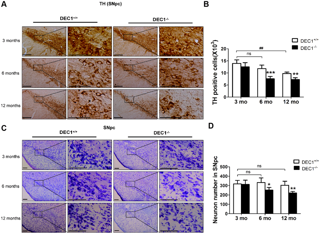 DEC1 deficient mice show the loss of DA neurons in the SNpc. (A) Immunohistochemical staining of TH+ DA neurons in the SNpc of DEC1+/+ and DEC1-/- mice at the age of 3, 6, 12 months (n=6 in each group). (B) Stereological counts of TH+ cells in the SNpc of DEC1+/+ and DEC1-/- mice at the age of 3, 6 and 12 months (Two-way AONVA, gene: F(1,28)=37.088, p(2,28)=34.758, p(2,28)=3.789, p= 0.035). (C) Nissl staining in the SNpc in DEC1+/+ and DEC1-/- mice at different ages of 3, 6 and 12 months (n=6 in each group). (D) Quantification of Nissl staining in the SNpc of DEC1+/+ and DEC1-/- mice at 3, 6 and 12 months(n=6 in each group) (Two-way AONVA, gene: F(1,22)=14.78, p=0.01; age: F(2,22)=4.515, p=0.023; interaction: F(2,22)=3.132, p=0.064). Neurons were imaged and counted with an Olympus DP70 microscope (×100 or ×200). The data are analyzed using t-test for the same age in two genotypes of mice and expressed as mean ± SD. *p+/+ mice. ## p0.05, comparisons are shown in the figure. Scale bar=100 μm.