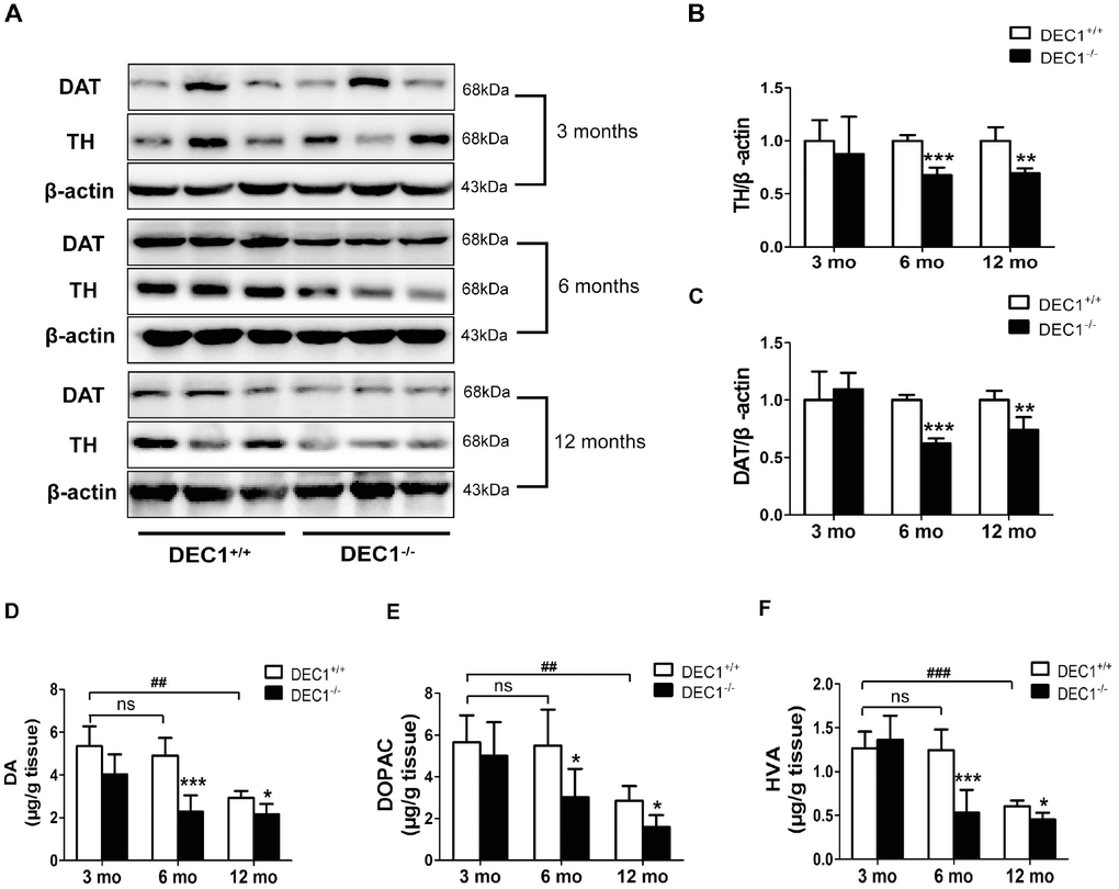DEC1 deficient mice exhibit a decrease of TH and DA neurons in the midbrain. (A) TH and DAT expression in the midbrain of DEC1+/+ and DEC1-/- mice (n=6 in each group) at the age of 3, 6, 12 months using Western blotting. (B) TH/β-actin (Two-way AONVA, gene: F(1,16)=8.618, p=0.001; age: F(2,16)=0.963, p=0.403 interaction: F(2,16)=3.019, p= 0.077). (C) DAT/β-actin (Two-way AONVA, gene: F(1,18)=9.519, p=0.002; age: F(2,18)=12.897, p=0.02; interaction: F(2,18)=2.832, p= 0.185). (D–F) The amount of dopamine (DA), dihydroxyphenylacetic acid (DOPAC), and homovanillic acid (HVA) in the striatum of DEC1+/+ and DEC1-/- mice at the age of 3, 6, 12 months using HPLC (n=6 in each group). (D) DA (Two-way AONVA, gene: F(1,25)=32.562, p(2,25)=16.683, p(2,25)=4.247, p= 0.272). (E) DOPAC (Two-way AONVA, gene: F(1,25)=9.216, p=0.006; age: F(2,25)=0.963, p(2,25)=1.373, p= 0.026). (F) HVA (Two-way AONVA, gene: F(1,25)=11.539, p=0.006; age: F(2,25)=33.317, p(2,25)=10.872, p-/- mice vs the age-matched DEC1+/+ mice; ##p0.05, comparisons are shown in the figure.