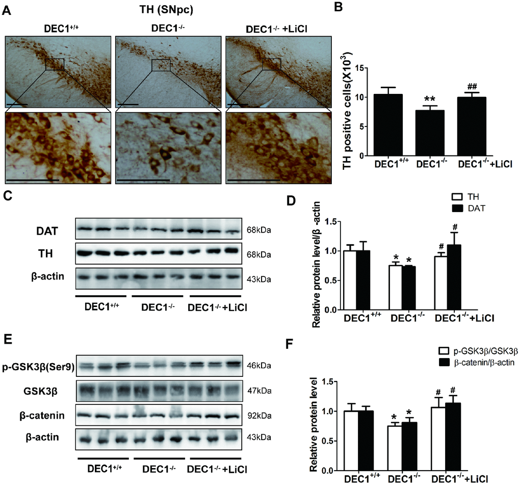 LiCl rescues the DA neuron loss in the midbrain in the 6-month-old DEC1-null mice. (A) Immunohistochemical staining of TH+ DA neurons in the SNpc of DEC1+/+, DEC1-/- and DEC1-/- treated with LiCl groups (n=4 in each group). (B) Stereological counts of TH+ cells in the SNpc of DEC1+/+, DEC1-/- and DEC1-/- treated with LiCl groups (Two-way AONVA, gene: F(1,12)=19.645, p=0.001; LiCl: F(1,12)=13.443, p=0.003). (C, D) TH (Two-way AONVA, gene: F(1,7)=17.428, p=0.004; LiCl: F(1,9)=7.569, p=0.028) and DAT (Two-way AONVA, gene: F(1,9)=8,816, p=0.016; LiCl: F(1,9)=16.653, p=0.003) expression in the midbrain of DEC1+/+, DEC1-/- and DEC1-/- treated with LiCl mice using Western blotting (n=4 in each group). (E, F) Levels of p-GSK3β (Two-way AONVA, gene: F(1,7)=7.799, p=0.027; LiCl: F(1,7)=10.844, p=0.013) and β-catenin expression (Two-way AONVA, gene: F(1,9)=10.838, p=0.009; LiCl: F(1,9)=31.717, p+/+, DEC1-/- and DEC1-/- treated with LiCl mice by Western blotting(n=4 in each group). The data are analyzed using t-test for the different groups and expressed as mean ± SD. *p-/- mice vs the age-matched DEC1+/+ mice; #p-/- + LiCl mice vs DEC1-/- mice. Scale bar=100 μm.