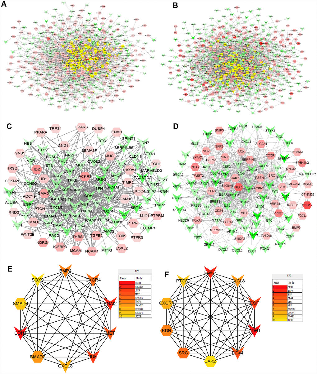 PPI networks constructed using the DEGs from microarray data. (A) Network of significant proteins from DU145R cells. (B) Network of significant proteins from PC3R cells. (C) Network derived from panel A with first-stage nodes associated with the core proteins S100A4, ACKR3 and CDH1. (D) Network derived from panel B with first neighbors associated with the core proteins S100A4, ACKR3 and CDH1. (E) Significant hub proteins extracted from network C. (F) Significant hub proteins extracted from network D. Red and green intensities indicate the degree of upregulation and downregulation, respectively.