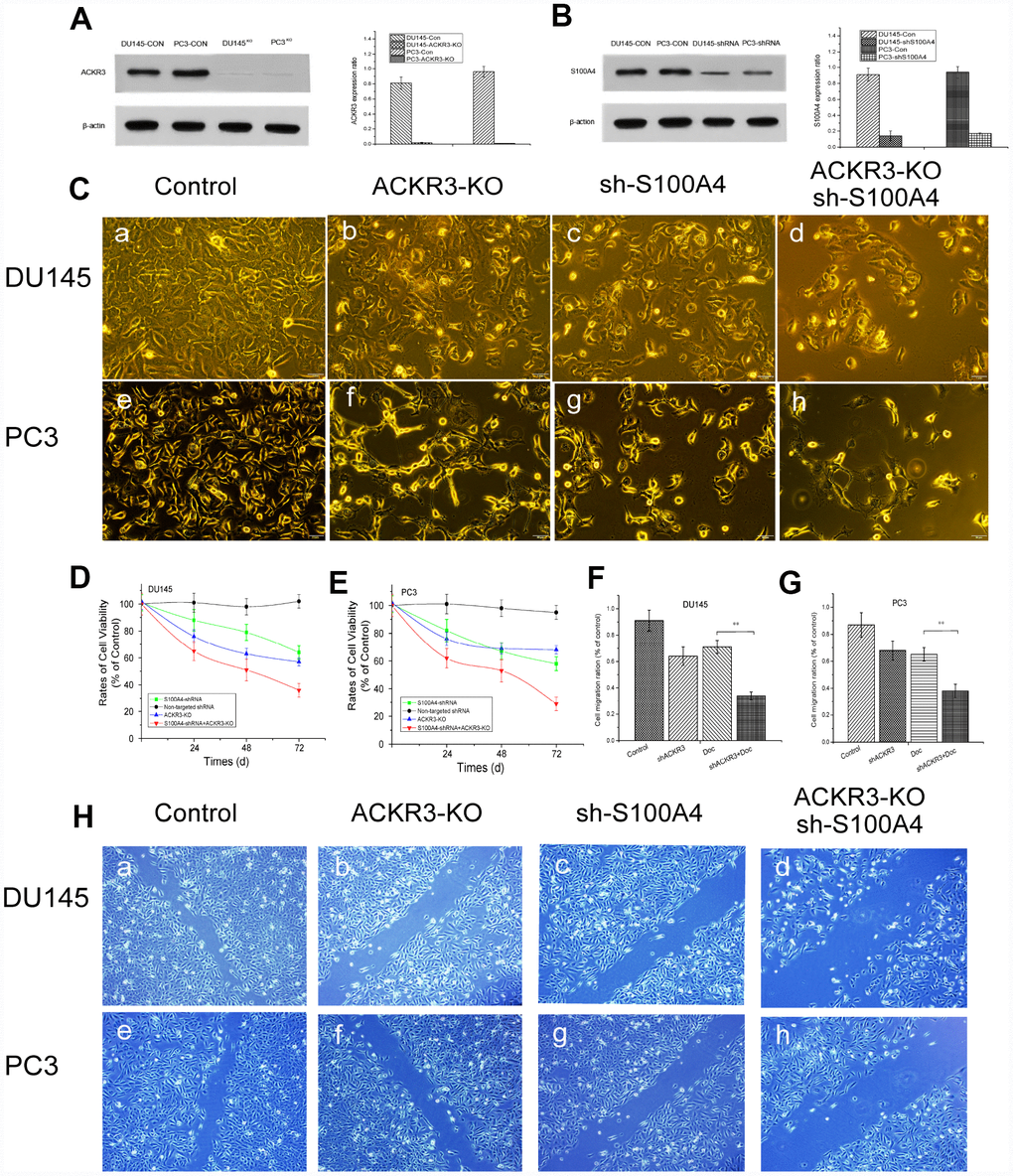 Cell viability and migration effects after treatment with ACKR3 knockout and/or S100A4 knockdown. Western blots (A) ACKR3 knockout and (B) S100A4 knockdown. (C) Photomicrographs of DU145R and PC3R cells 48 h after ACKR3 knockout and/or S100A4 knockdown. (D and E) Relative viability rates among DU145R and PC3R cells after 24, 48 and 72 h under the indicated treatment condition. Viability among control cells was assigned a value of 100%. (F) Photomicrographs of migration of Doc-resistant DU145R and PC3R cells in wound healing assays 48 h after ACKR3 knockout and/or S100A4 knockdown. (G and H) Relative quantification of migration in wound healing assays under the indicated treatment condition. Migration of control cells was assigned a value of 100%. *P 