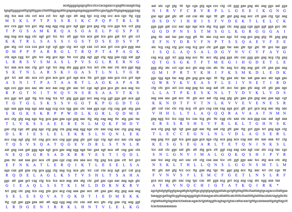 Full-length cDNA of the kifc1 from the testis of P. japonicus. The corresponding amino acid sequence is shown below the nucleotide sequence. The full-length cDNA of this gene consists of a 136 bp 5’ untranslated region, a 297 bp 3’ untranslated region and a 2217 bp open reading frame which encodes 738 amino acids.