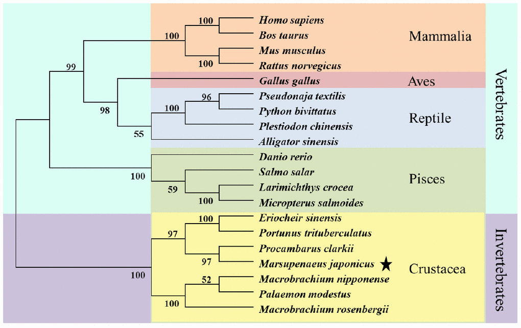 Phylogenetic tree of KIFC1 protein from different species. The phylogenetic tree was constructed through the neighbor-joining method with Mega 6 software. Mammlia, Aves, Reptile, Pisces, and Crustacea are included. The putative KIFC1 of P. japonicus constitutes a sister clade with it homologues of Procambarus clarkia.