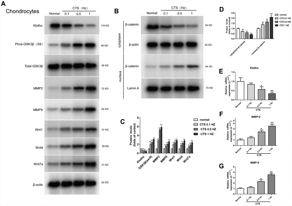 Up-regulation of Wnt signaling and down-regulation of Klotho in chondrocytes treated by CTS. Chondrocytes were were pretreated with cyclic tensile strain (0.1-1Hz) for 48 hours Expression of Klotho, Wnt1, Wnt4 and Wnt7a in the cell supernatant and GSK3β, p-GSK3β, MMP2, MMP9 and β-catenin (cytoplasm/nucleus) in the cell of mouse cartilage. (A) Western blot analyses show that CTS induced these proteins expression in a tension-dependent manner. (B) Cytocol/nuclear separation was undertaken to assess the enrichment of β-catenin in the nuclei in chondrocytes treated by CTS. The upregulation level of β-catenin localized in nucleus was more obvious than that remained in cytosol in CTS groups than control group. Representative Western blots (A and B) and quantitative data (C and D) are presented. *PE) The RT-PCR results showed periodic CTS dependent inhibition of Klotho expression. (F, G) The results of RT-PCR showed that the expression of MMP-2, MMP-9 was stimulated by periodic CTS dependent stimulation. Results were obtained via the expression of three individual experiments performed in triplicate for each condition. *P 