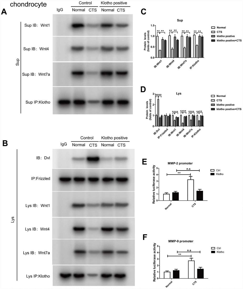 Over-expressed Klotho binds to Wnt and blocks Wnt-mediated gene transcription in vitro. Chondrocytes were incubated with or without CTS(1 HZ) for 48 hours. Overexpression of klotho attenuated the activity of the wnt signaling pathway (A) Co-IP method was used to detect the binding of Klotho and Wnt1, Wnt4 and Wnt7a in different groups of cells supernatant. (B) Co-IP method was used to detect the binding of Klotho and Wnt1, Wnt4, Wnt7a, the binding of Dvl to Frizzled in different groups of cells, quantitative data (C, D) is presented. *P,0.05 versus controls (n=3), The cell lysates were immunoprecipitated by β-catenin antibody. qPCR analyses the enrichment of MMP-2, MMP-9-specific DNA in chondrocytes. (E, F) Overexpression of klotho blocks the binding of β-catenin on MMP-2 and MMP-9 promoter activity. Results were obtained via the expression of three individual experiments performed in triplicate for each condition. *P 