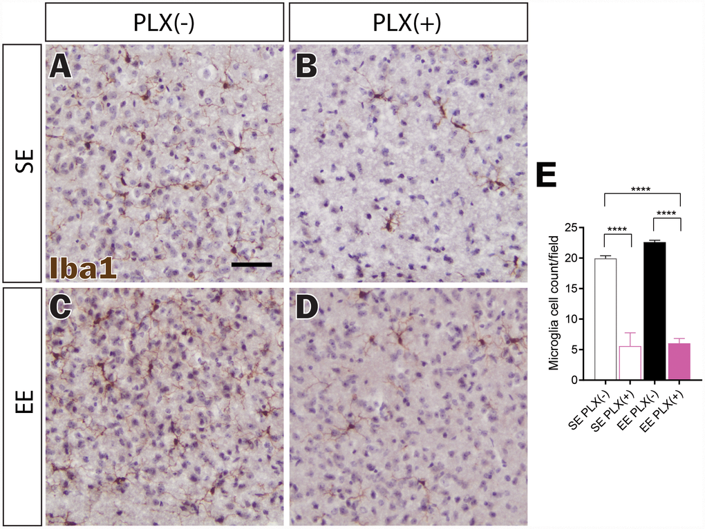 Microglial depletion in response to PLX5622. (A–D) Representative Iba1 immunohistochemistry of medial hypothalamus, in (A) SE PLX(-), (B) SE PLX(+), (C) EE PLX(-), and (D) EE PLX(+). (E) Microglia cell count within hypothalamus. Scale bar in A is 100 μm. (E) n=4 per group. ****pSupplementary File 1.