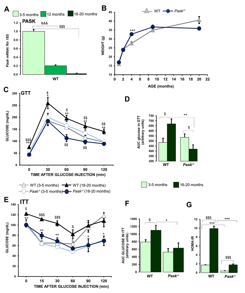 Effects of aging in the regulation of hepatic PASK expression, and parameters affected by aging: glucose tolerance, action of insulin and lipid-related parameters. Real-time PCR was used to analyze the expression of Pask (A) mRNA levels in livers from 3-5 months (young), 12-months, and 18-20 months (aged) wild-type (WT) mice. The value obtained for 3-5-month-old WT mice was taken as 1. &&&P vs. 12 months; $$$P vs. 18-20 months. (B) Comparison of growth curves of Δ WT and ● PASK-deficient mice, weight is means ± SEM. *** P Pask-/- (C–F) Glucose and insulin tolerance tests (GTT/ITT); serum glucose levels (mg/dL) were measured before and several times after an IP glucose (C, D) or insulin (E, F) injection in mice of Δ 3-5 months or ▲18-20 months WT and ○ 3-5 months or ● 18-20 months PASK-deficient mice (Pask-/-). Line graphs represent the means ± SEM; n = 8-11 animals per condition. $P $$P $$$P vs. 18-20 months; * P P P Pask-/-. Area under the curve for glucose (AUCglucose) (D) and insulin (AUCinsulin) (F). HOMA-IR values (G). (D, F, G) values are expressed as the means ± SEM in WT mice aged 3-5 months or 18-20 months and PASK-deficient mice (Pask-/-) aged 3-5 months or 18-20 months. $P $$$P vs. 18-20 months; * P P , *** P Pask-/-.